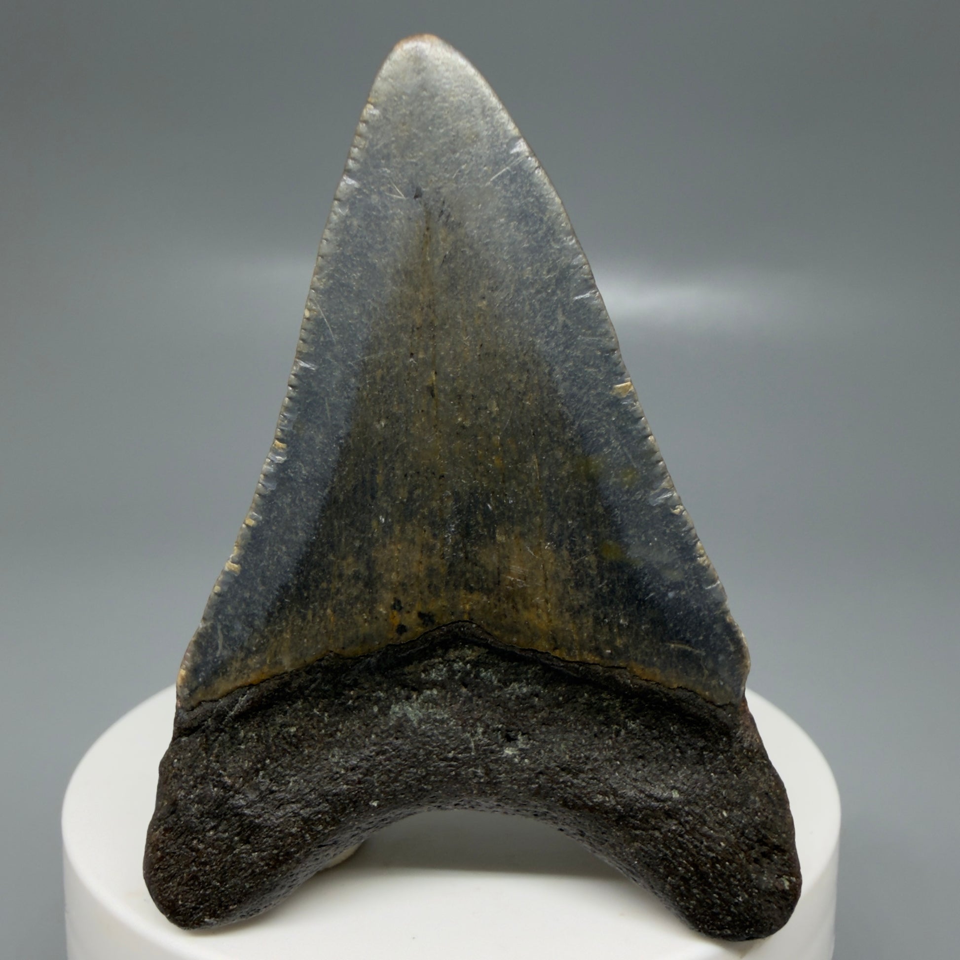 Back View Colorful 2.46" Fossil Megalodon Tooth - Authentic Carcharocles megalodon Fossil from North Carolina CM6183