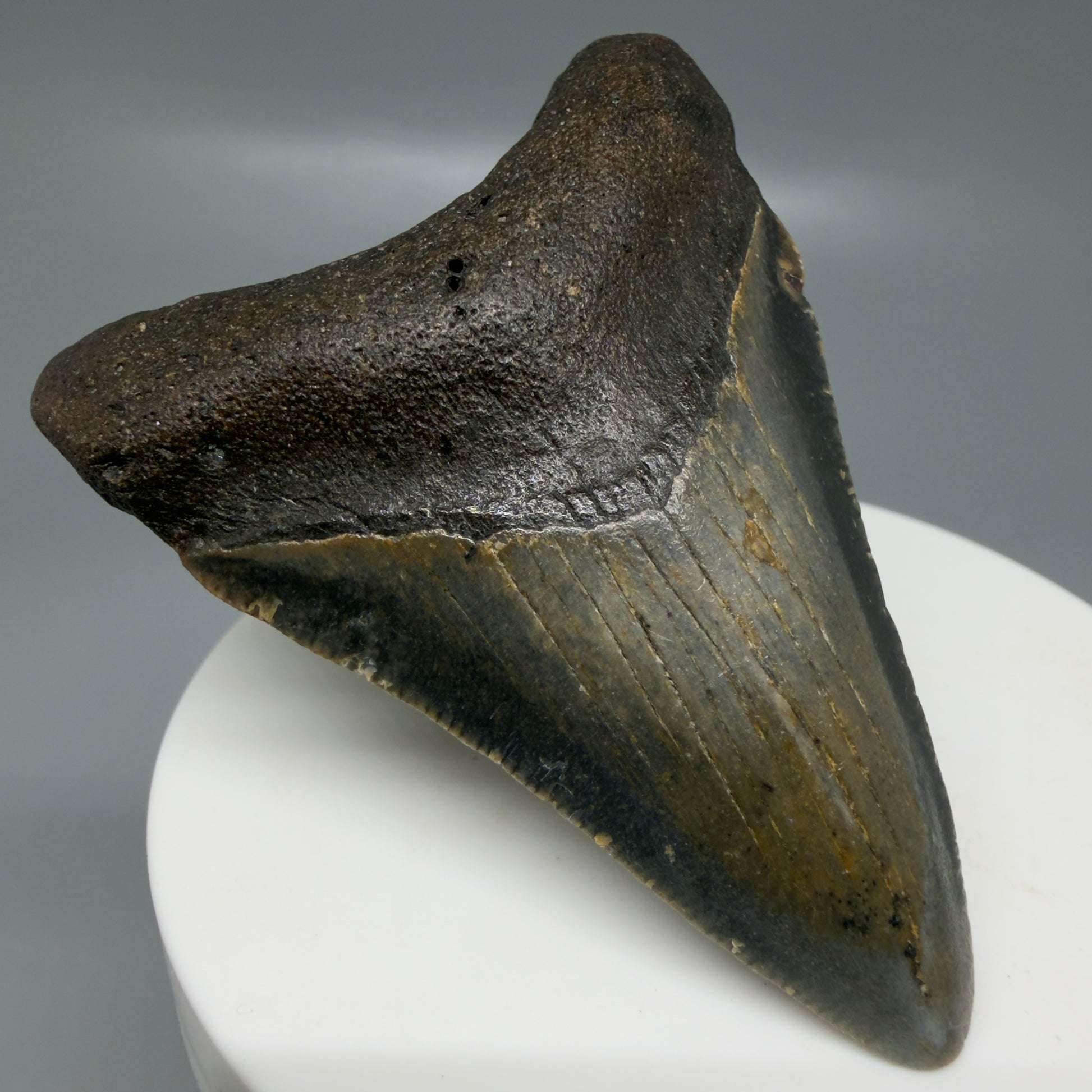 Front Left View Colorful 2.46" Fossil Megalodon Tooth - Authentic Carcharocles megalodon Fossil from North Carolina CM6183