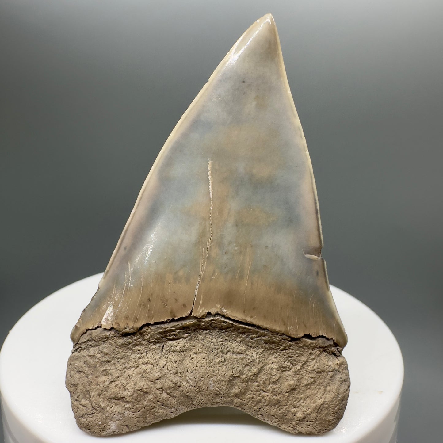 Light colors 2.30" Fossil Extinct Mako - Isurus hastalis Shark Tooth from Aurora M550 - Back