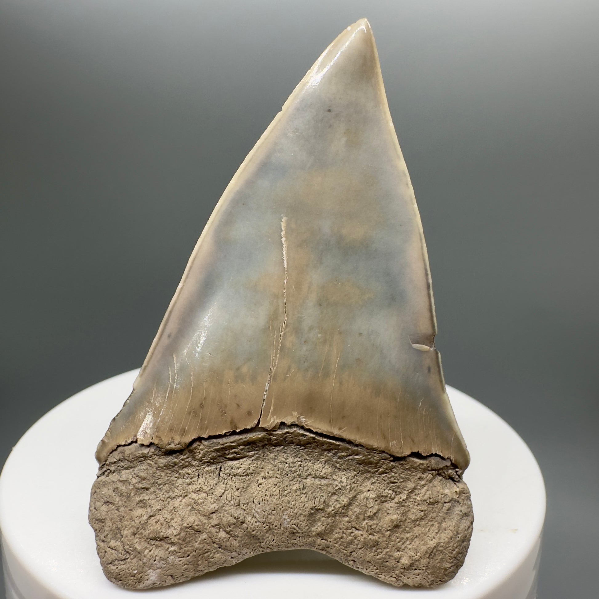 Light colors 2.30" Fossil Extinct Mako - Isurus hastalis Shark Tooth from Aurora M550 - Back