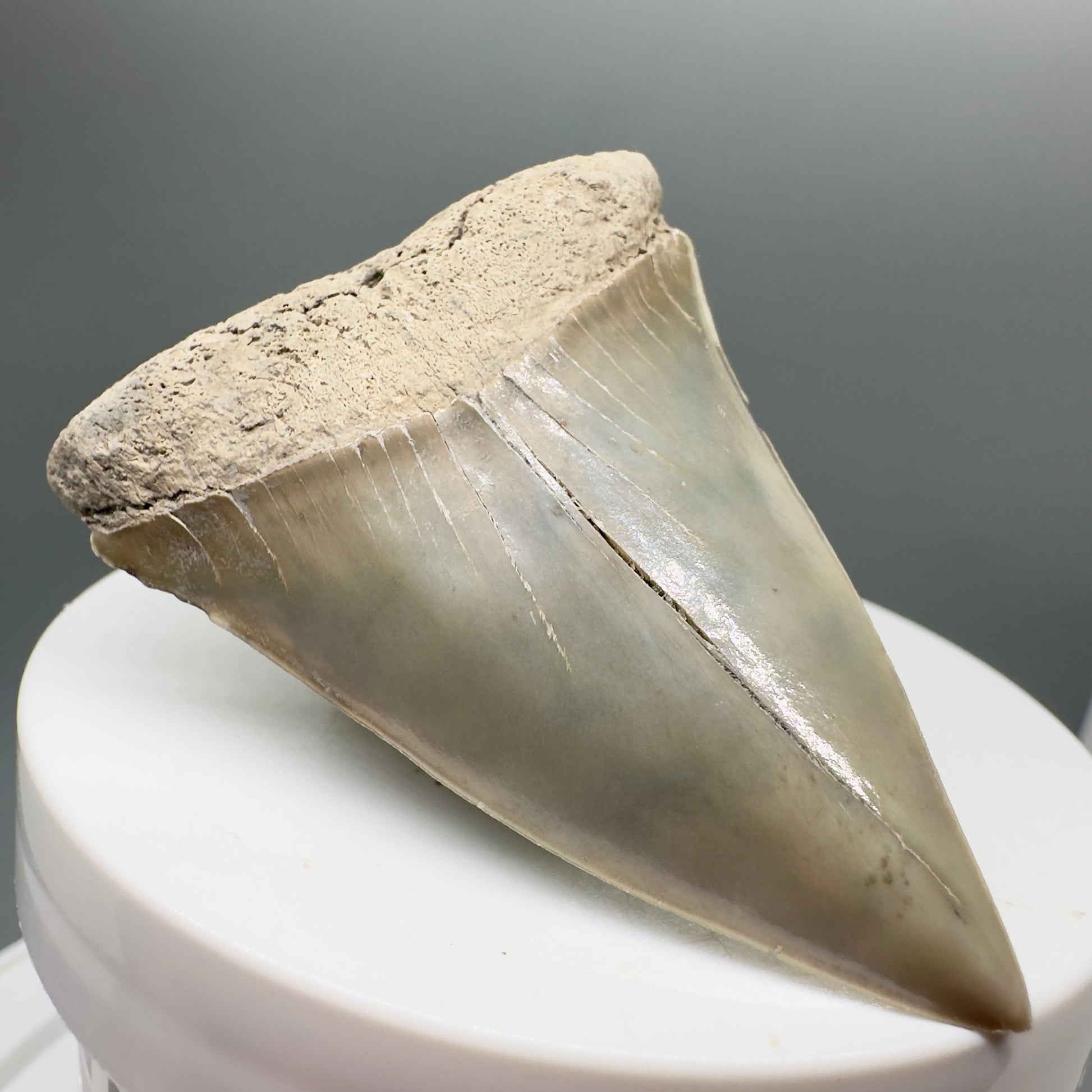 Light colors 2.30" Fossil Extinct Mako - Isurus hastalis Shark Tooth from Aurora M550 - Front Left