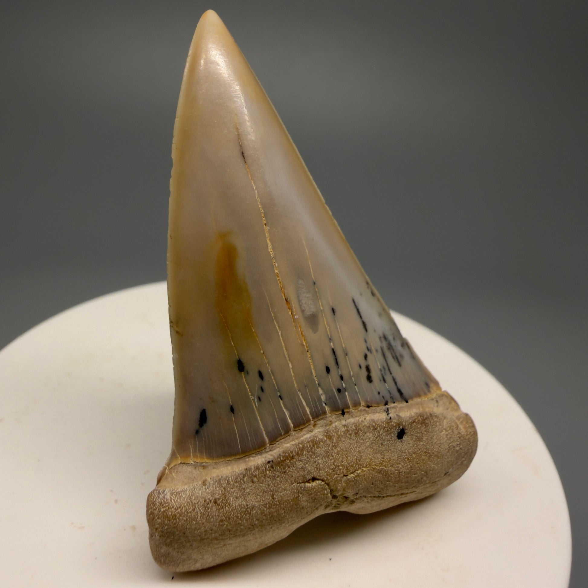 Beautiful colors and prints 2.15" Fossil Extinct Mako - Isurus hastalis Shark Tooth - Bakersfield, CA M589 - Front Left