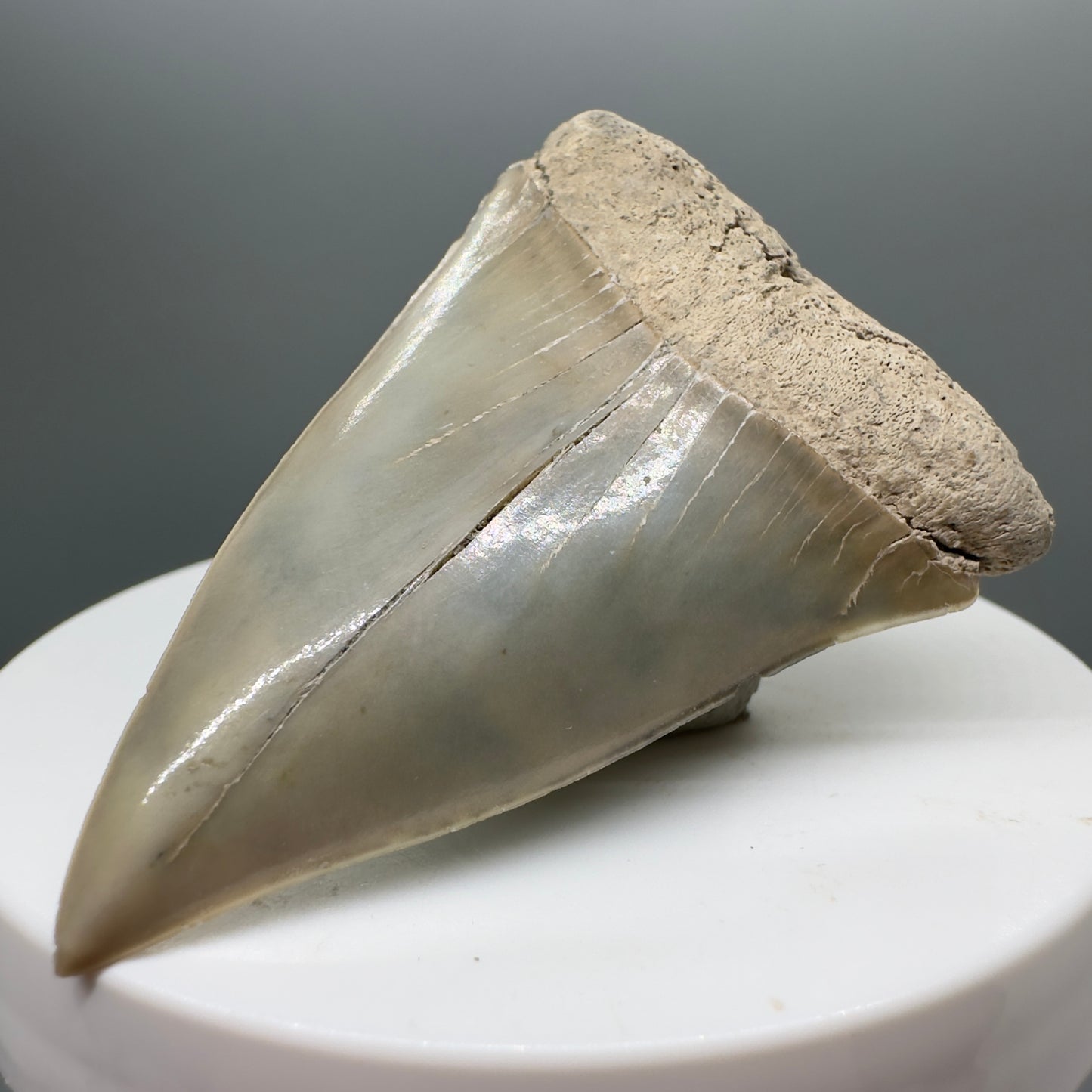 Light colors 2.30" Fossil Extinct Mako - Isurus hastalis Shark Tooth from Aurora M550 - Front Left