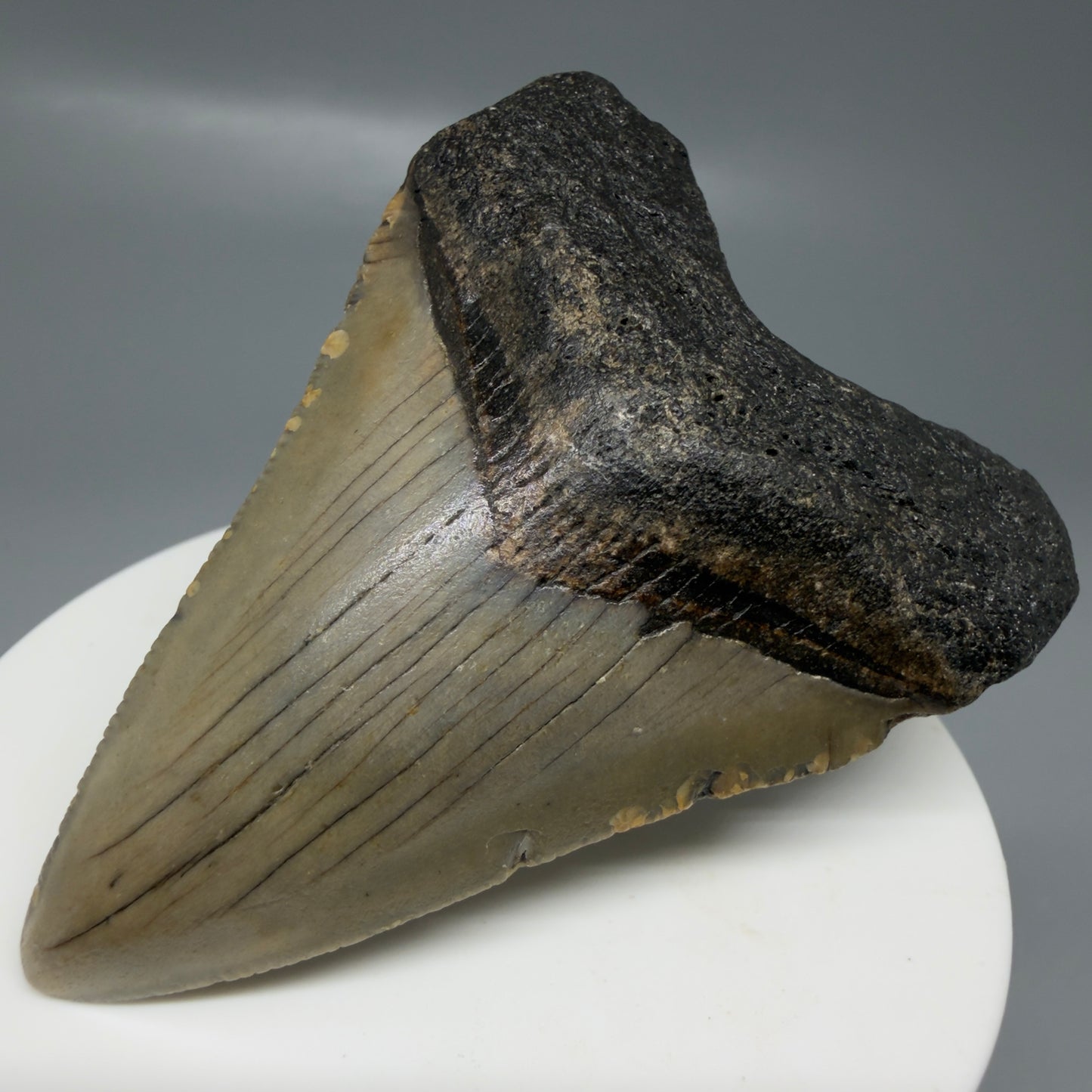 Front Right View Colorful 2.62" Fossil Megalodon Tooth - Authentic Carcharocles megalodon Fossil from North Carolina CM6184