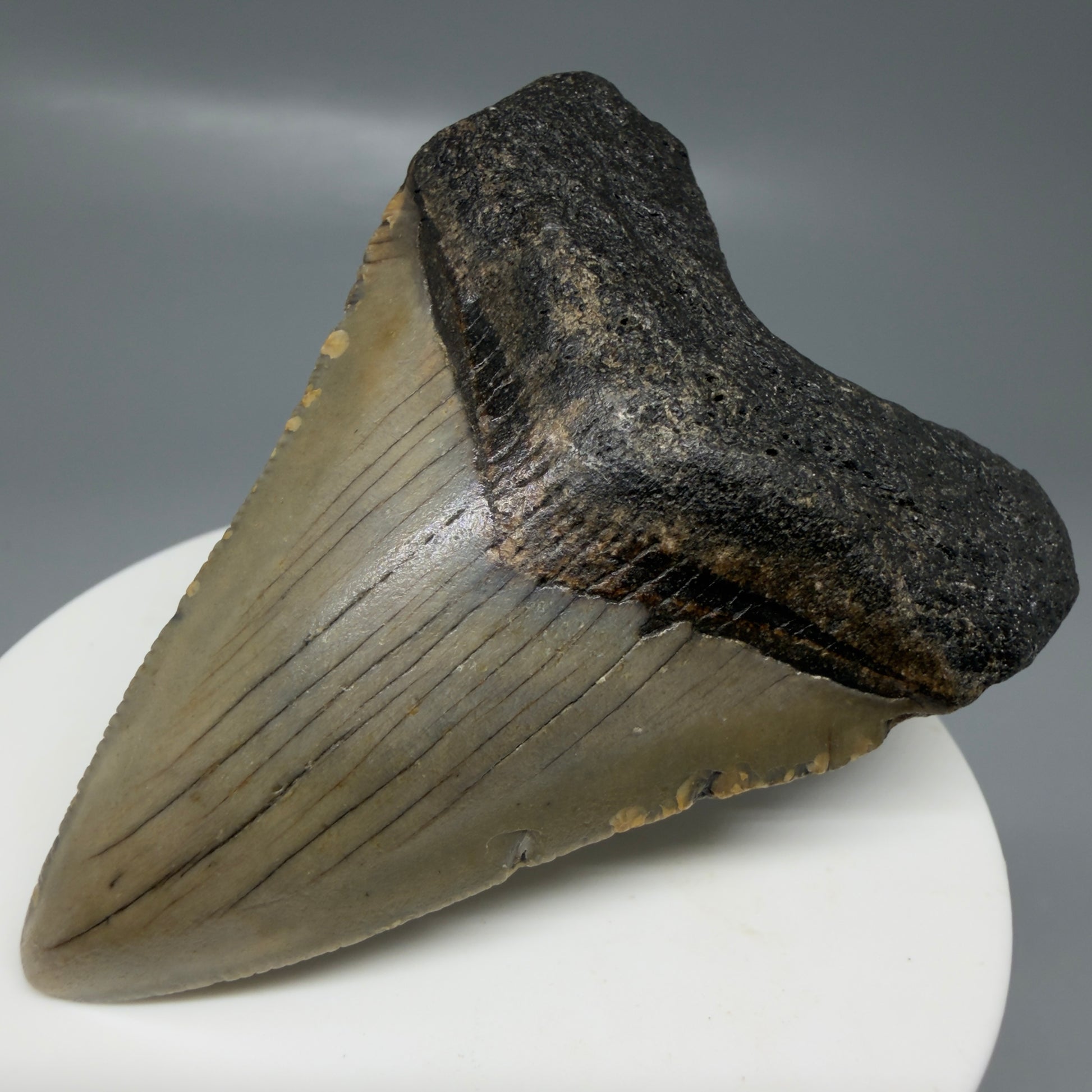 Front Right View Colorful 2.62" Fossil Megalodon Tooth - Authentic Carcharocles megalodon Fossil from North Carolina CM6184