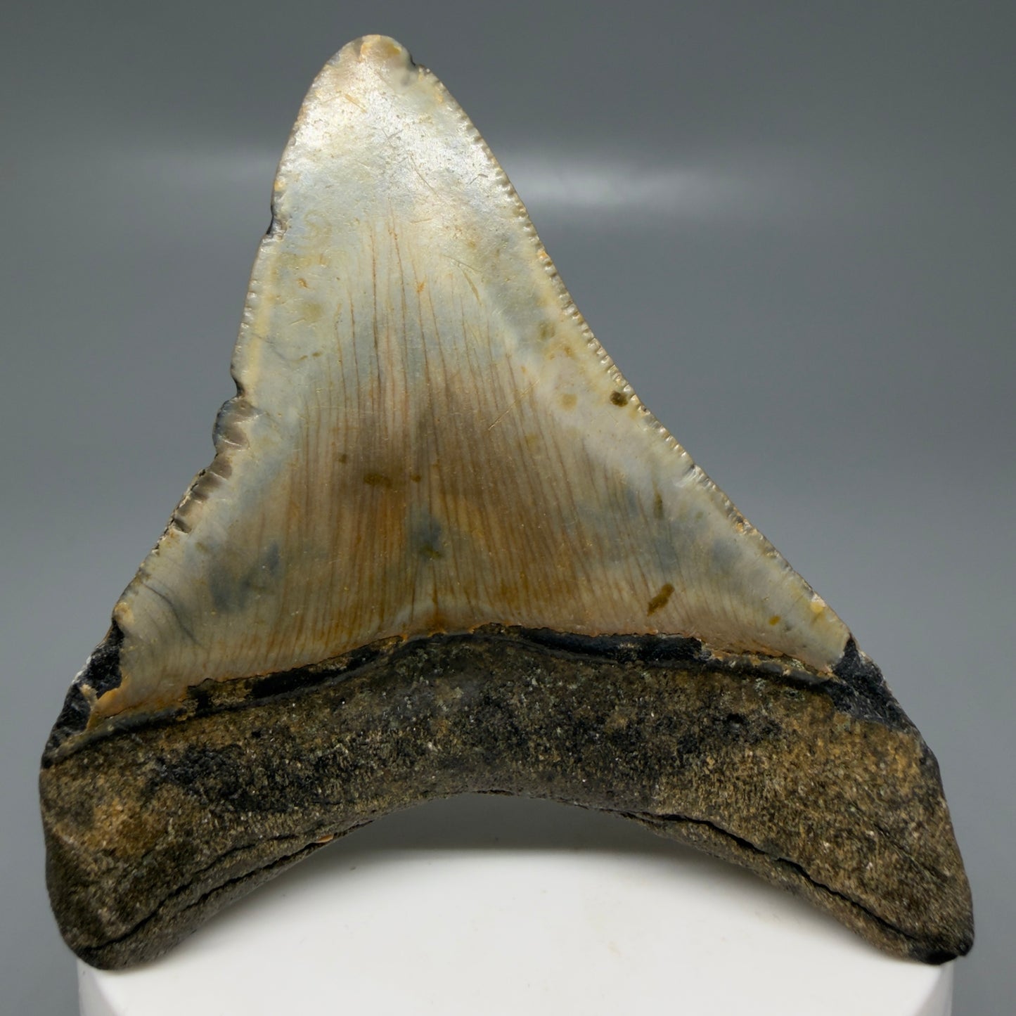 Back View Colorful lateral 2.85" Fossil Megalodon Tooth - Authentic Carcharocles megalodon Fossil from North Carolina CM6187