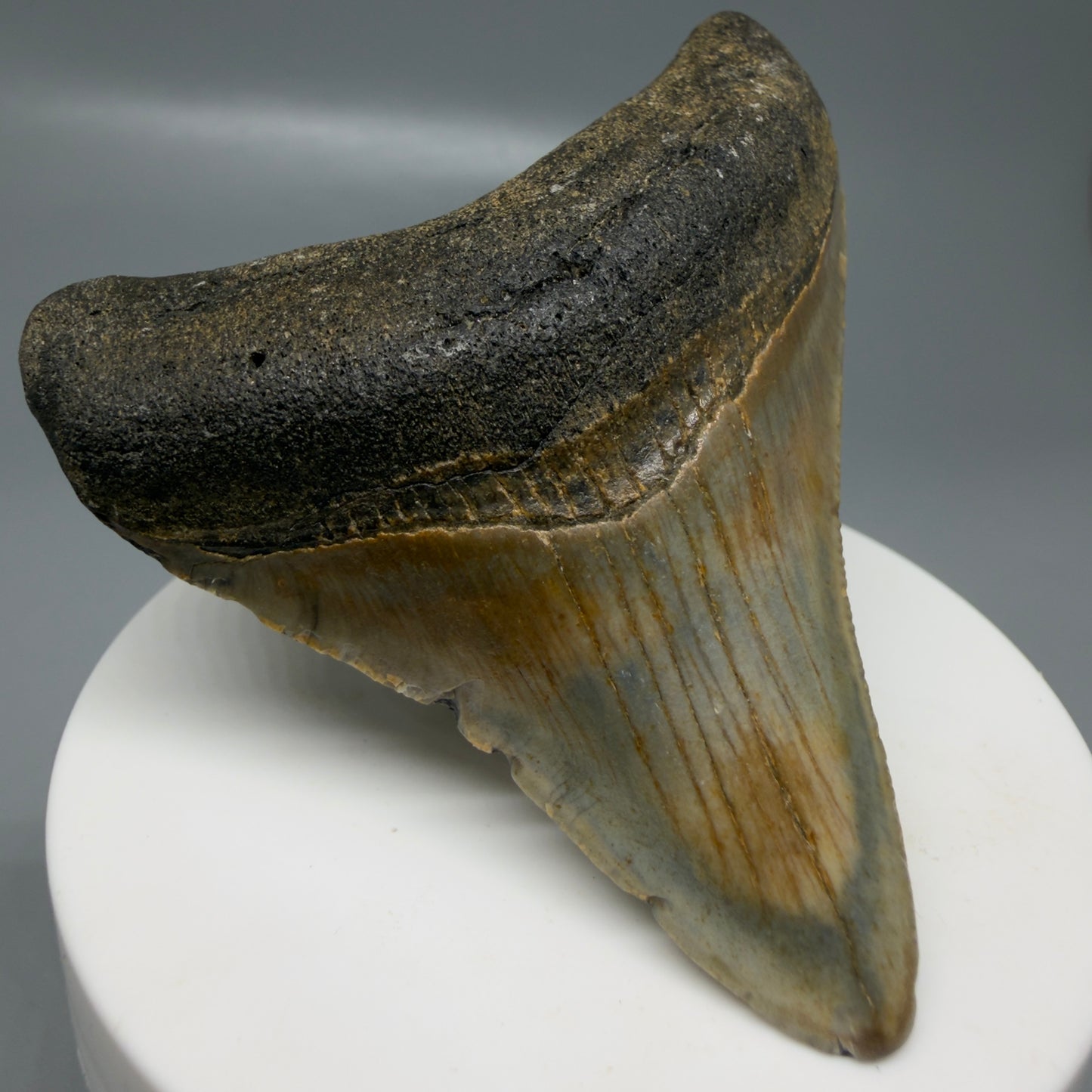Front Left View Colorful lateral 2.85" Fossil Megalodon Tooth - Authentic Carcharocles megalodon Fossil from North Carolina CM6187