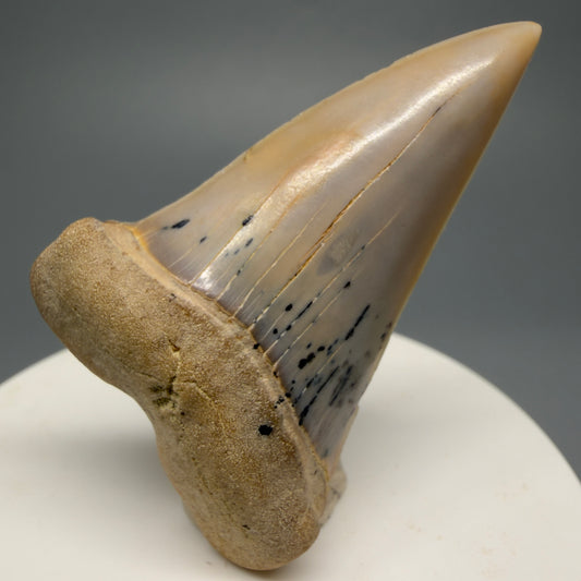 Beautiful colors and prints 2.15" Fossil Extinct Mako - Isurus hastalis Shark Tooth - Bakersfield, CA M589 - Front