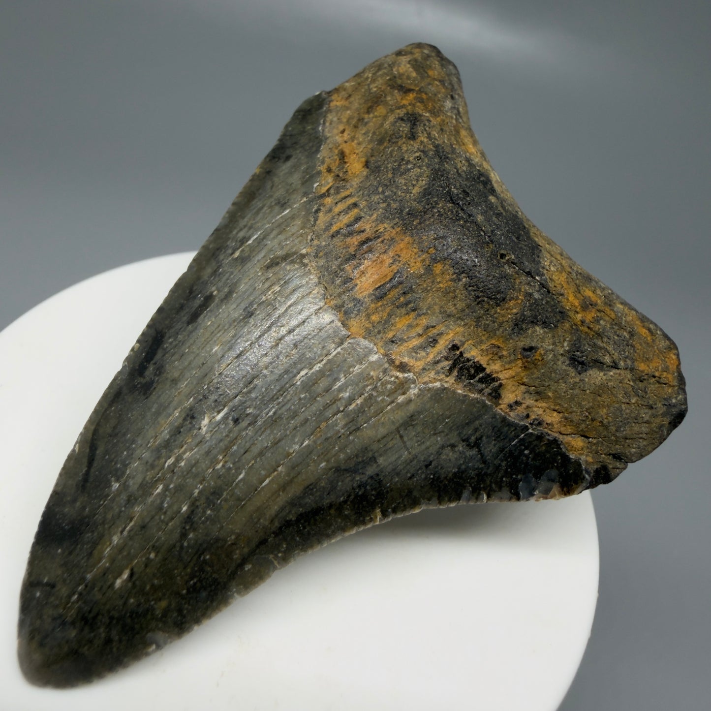 Front Right View Colorful 2.78" Fossil Megalodon Tooth - Authentic Carcharocles megalodon Fossil from North Carolina CM6185