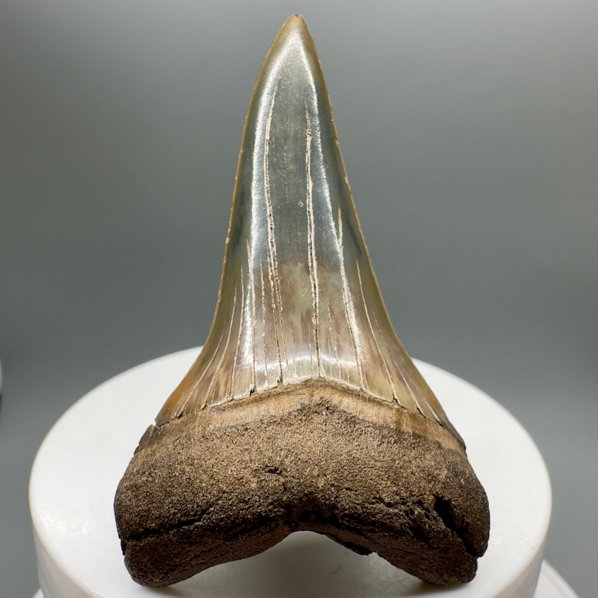 Very colorful 2.35" Lower Fossil Extinct Mako - Isurus hastalis Shark Tooth from South Carolina M551 - Front 