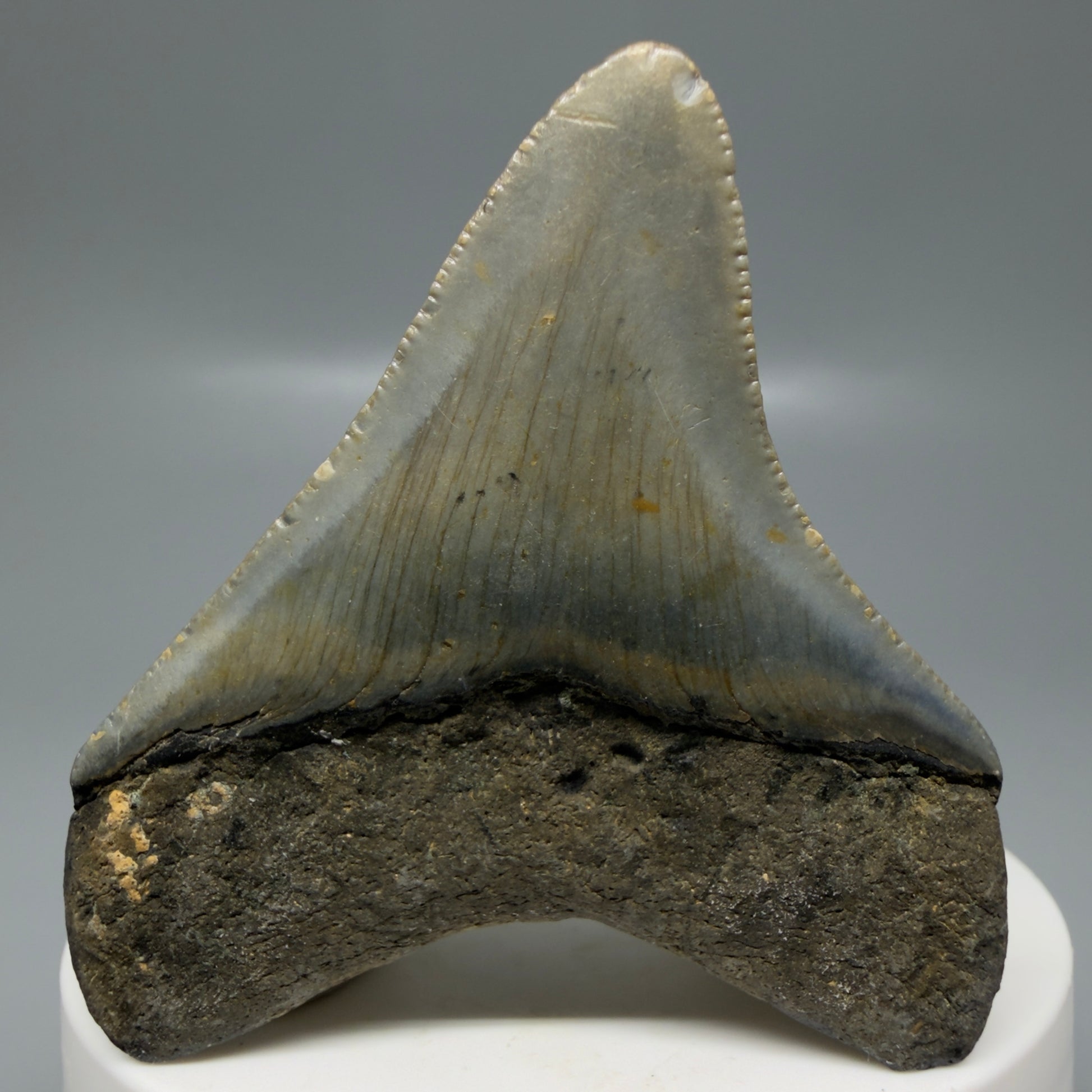 Back View Colorful lateral 2.32" Fossil Megalodon Tooth - Authentic Carcharocles megalodon Fossil from North Carolina CM6181