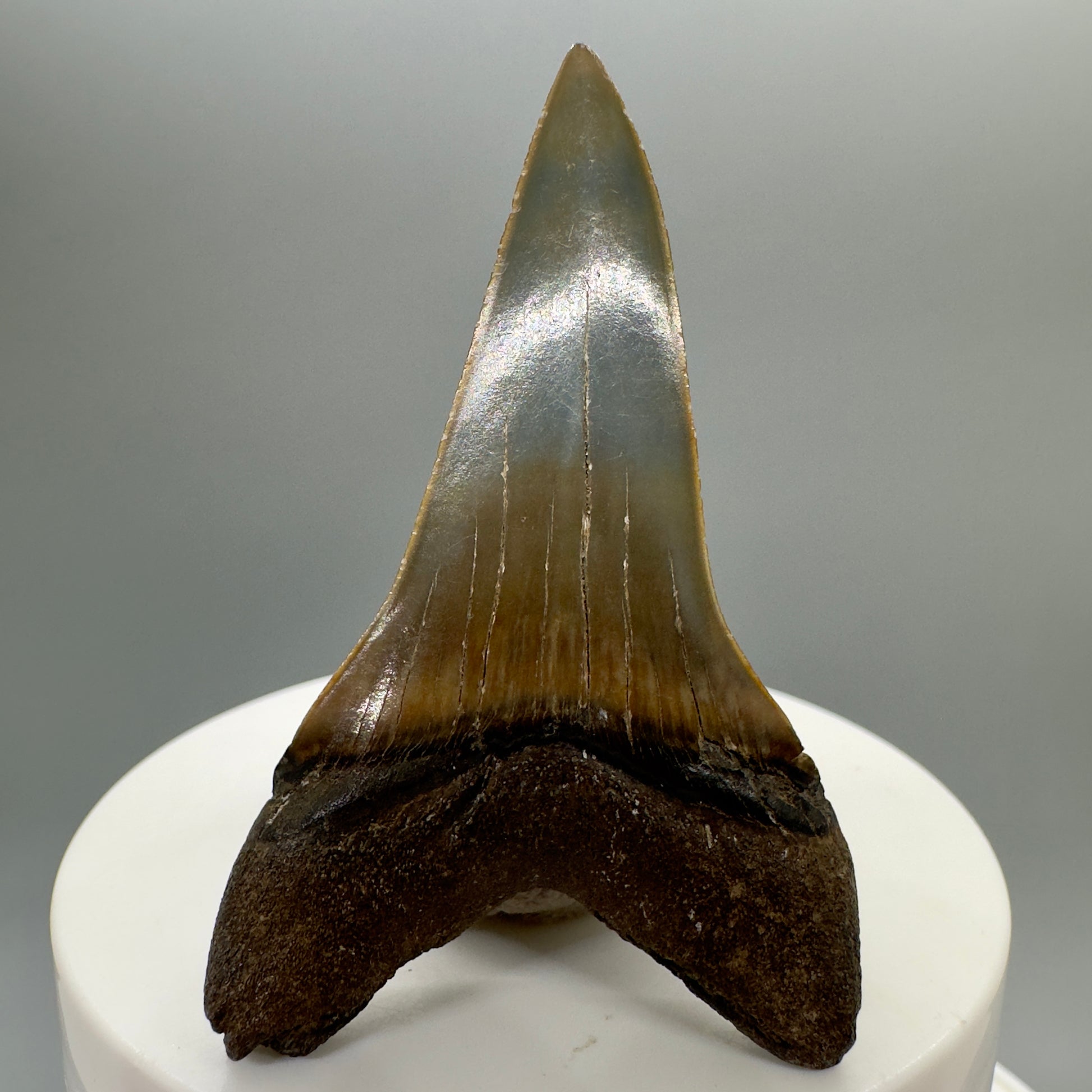 Very colorful 2.35" Lower Fossil Extinct Mako - Isurus hastalis Shark Tooth from South Carolina M551 - Back