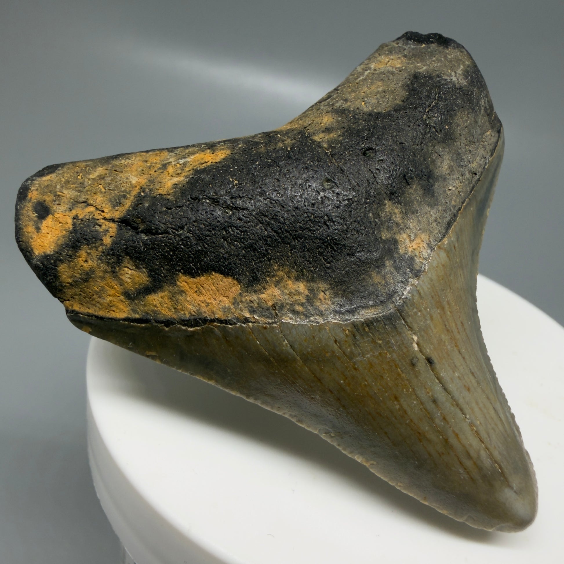 Front Left View Colorful lateral 2.32" Fossil Megalodon Tooth - Authentic Carcharocles megalodon Fossil from North Carolina CM6181