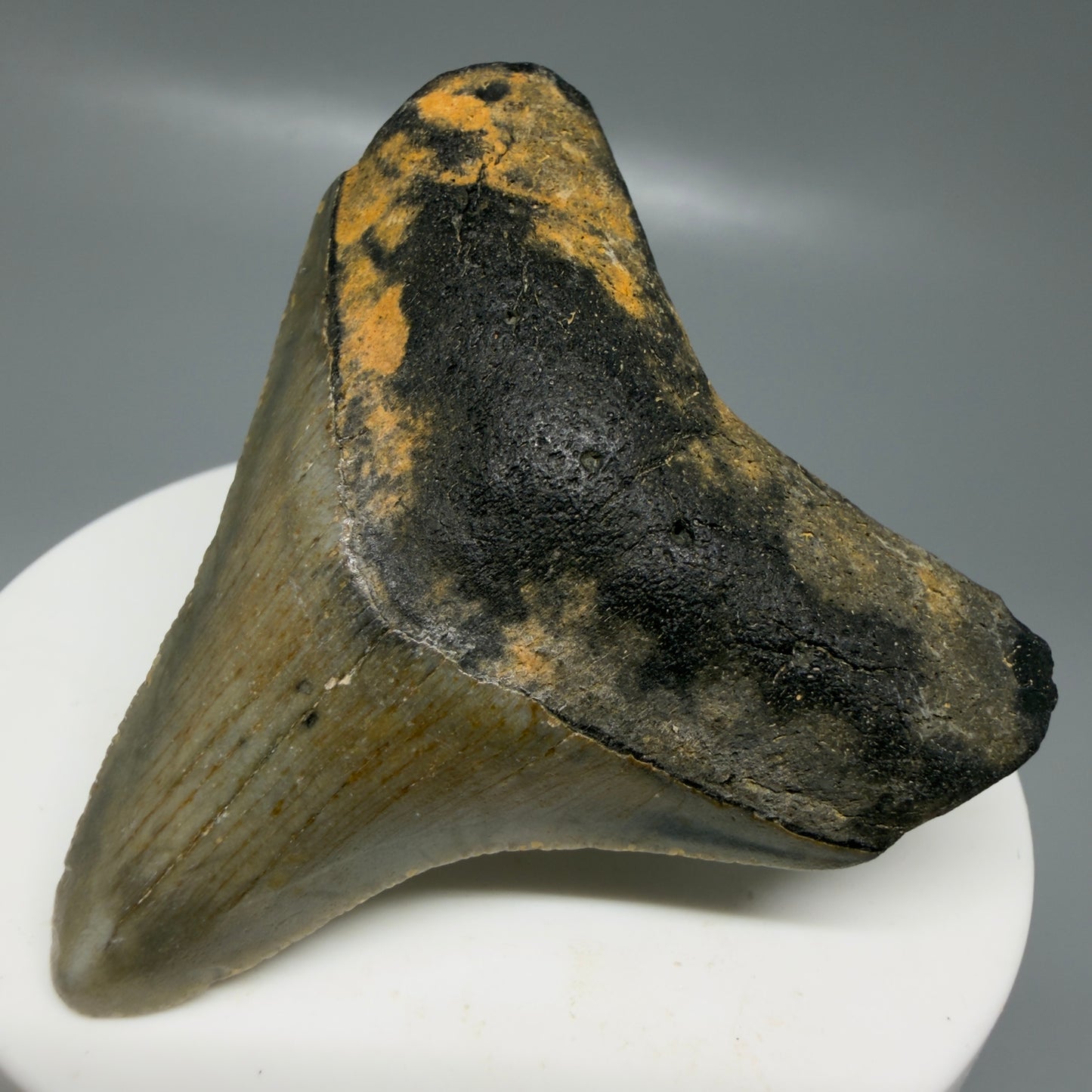 Front Right View Colorful lateral 2.32" Fossil Megalodon Tooth - Authentic Carcharocles megalodon Fossil from North Carolina CM6181