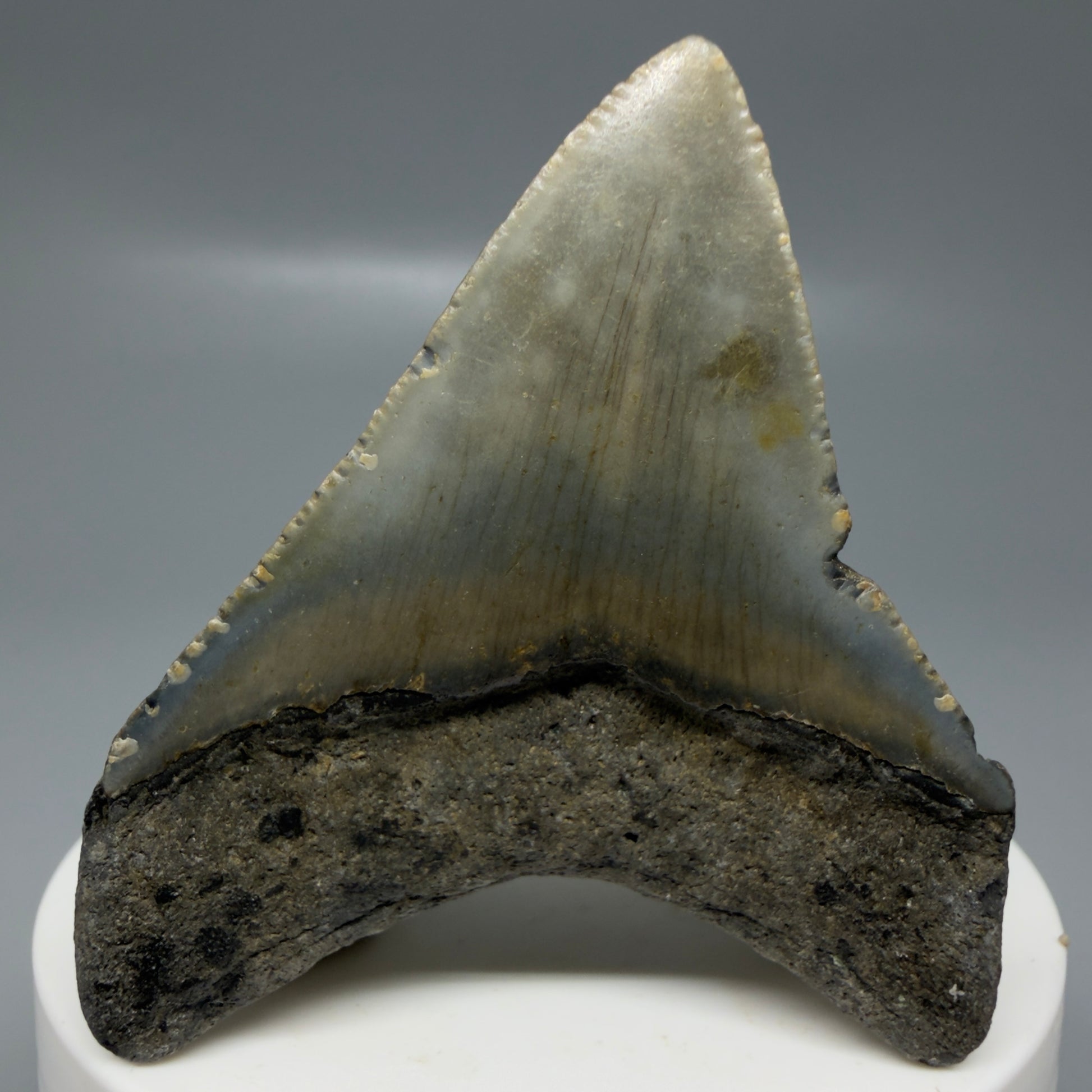 Back View Colorful lateral 2.30" Fossil Megalodon Tooth - Authentic Carcharocles megalodon Fossil from North Carolina CM6182
