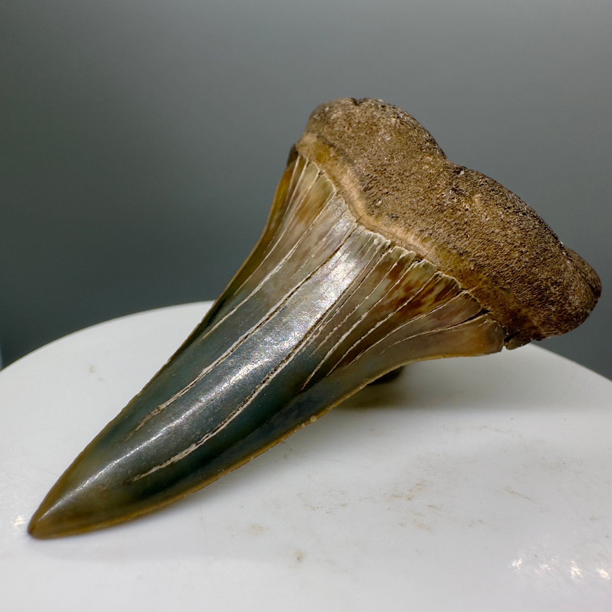 Very colorful 2.35" Lower Fossil Extinct Mako - Isurus hastalis Shark Tooth from South Carolina M551 - Front Right