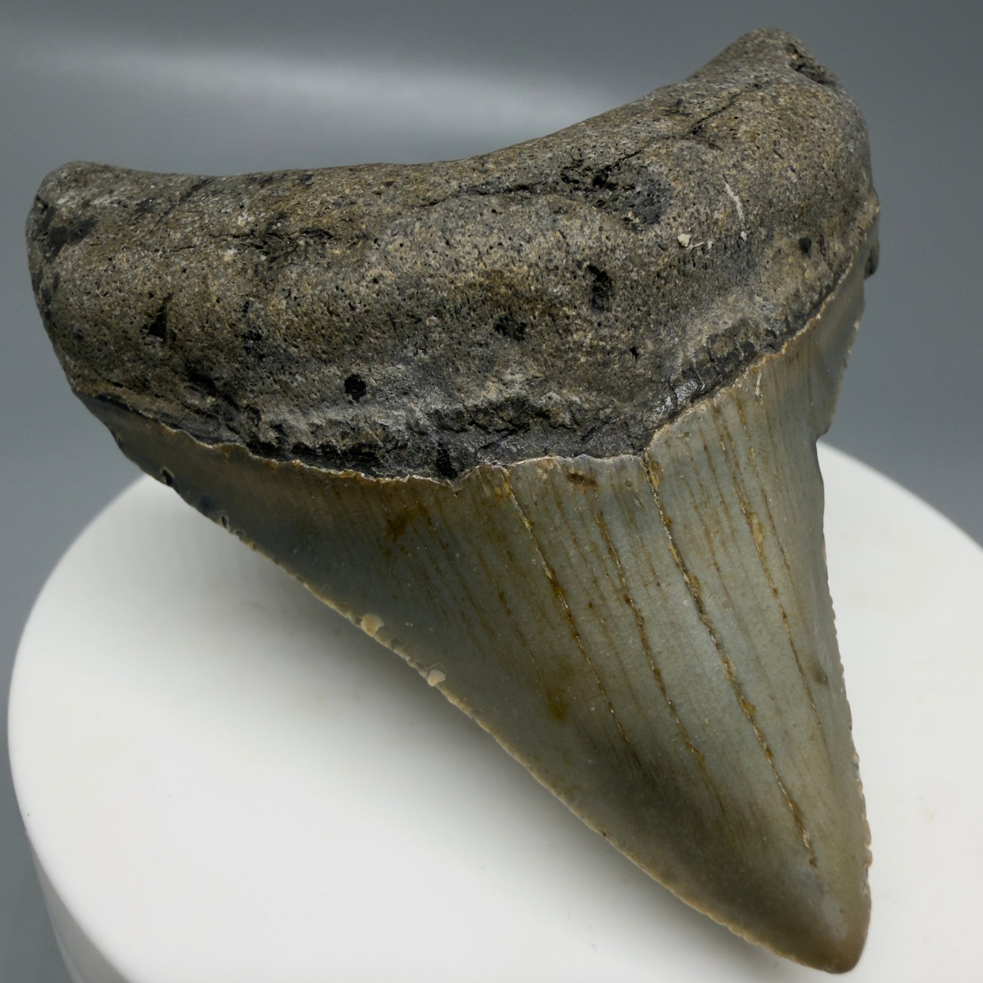 Front Left View Colorful lateral 2.30" Fossil Megalodon Tooth - Authentic Carcharocles megalodon Fossil from North Carolina CM6182