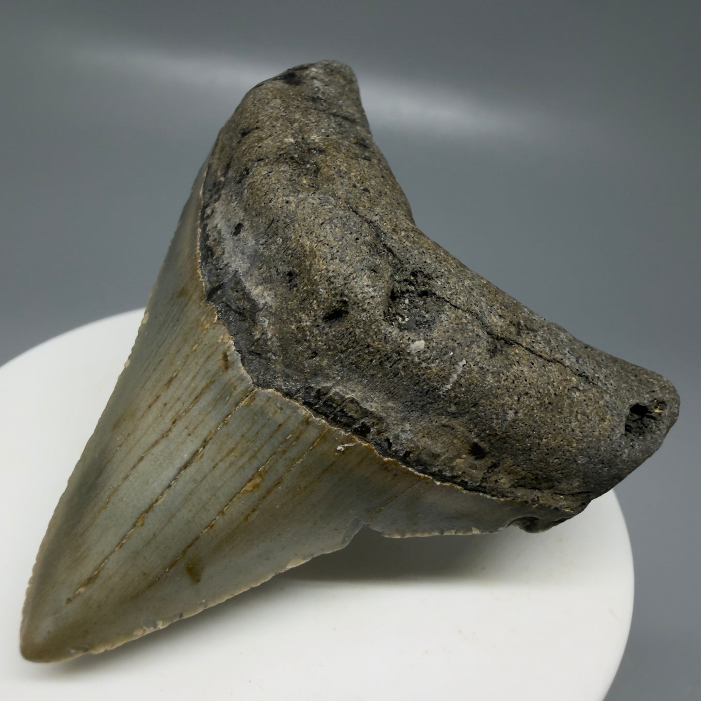 Front Right View Colorful lateral 2.30" Fossil Megalodon Tooth - Authentic Carcharocles megalodon Fossil from North Carolina CM6182