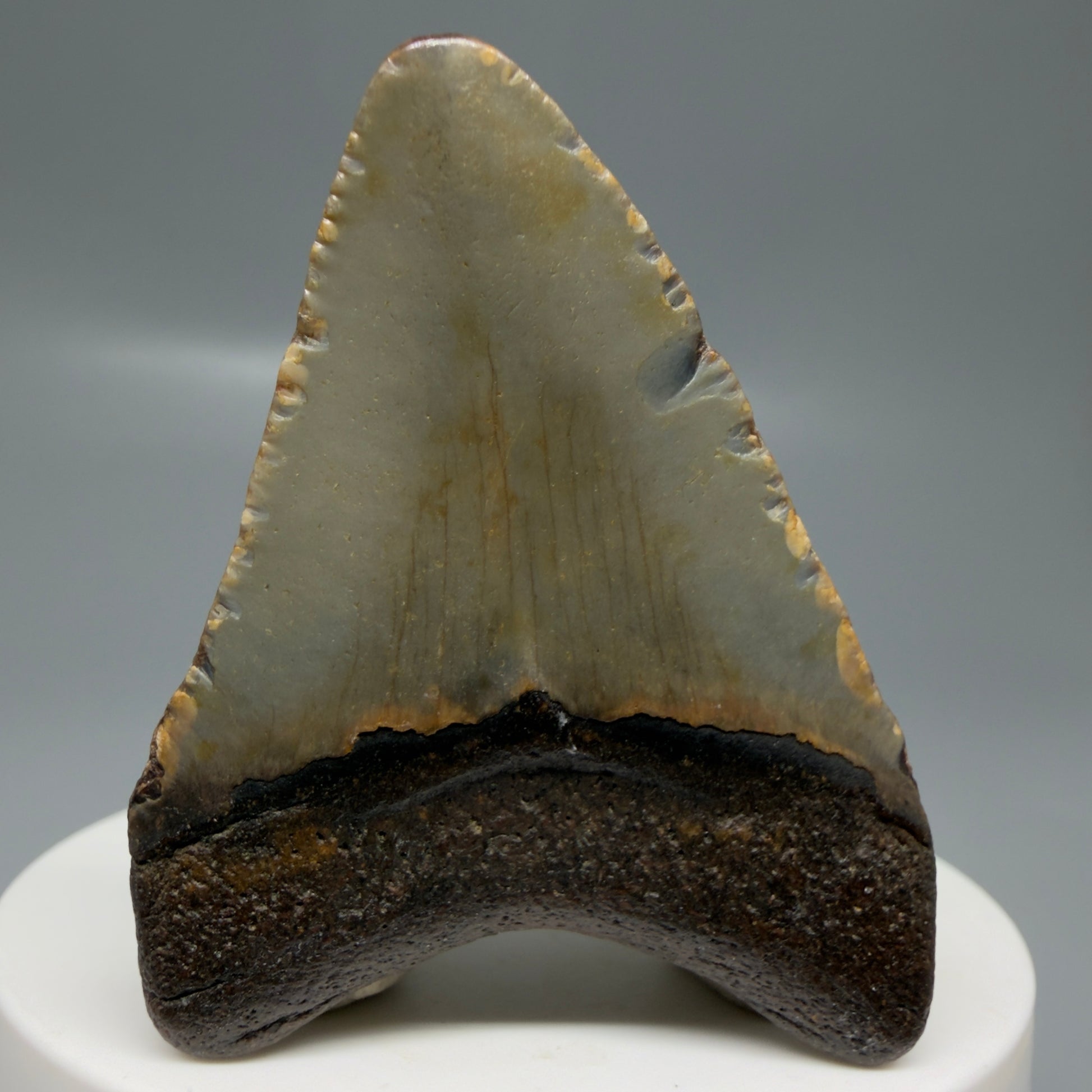 Back View Colorful 2.15" Fossil Megalodon Tooth - Authentic Carcharocles megalodon Fossil from North Carolina CM6180