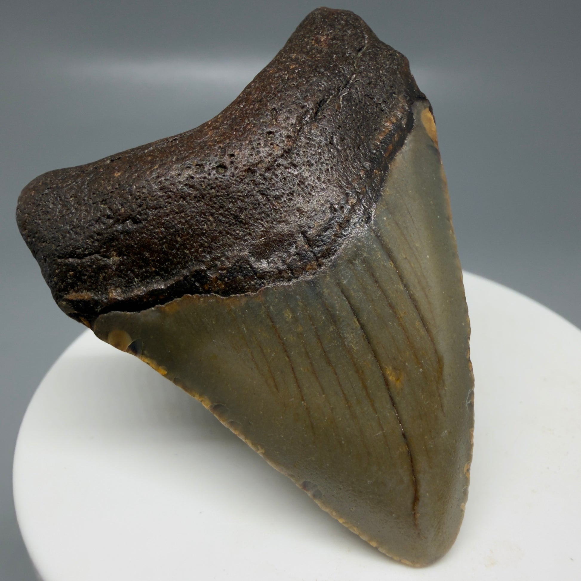 Front Left View Colorful 2.15" Fossil Megalodon Tooth - Authentic Carcharocles megalodon Fossil from North Carolina CM6180