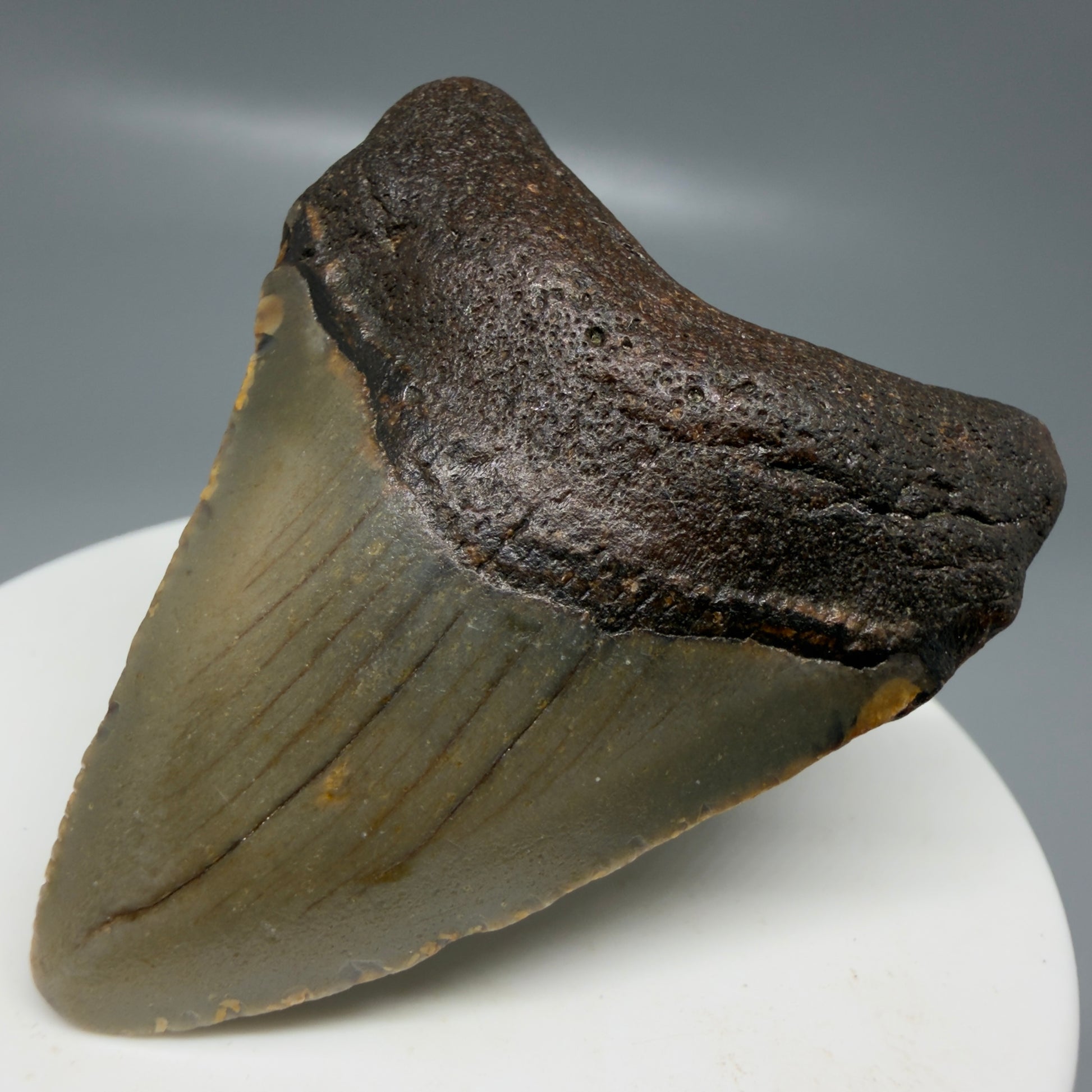 Front Right View Colorful 2.15" Fossil Megalodon Tooth - Authentic Carcharocles megalodon Fossil from North Carolina CM6180