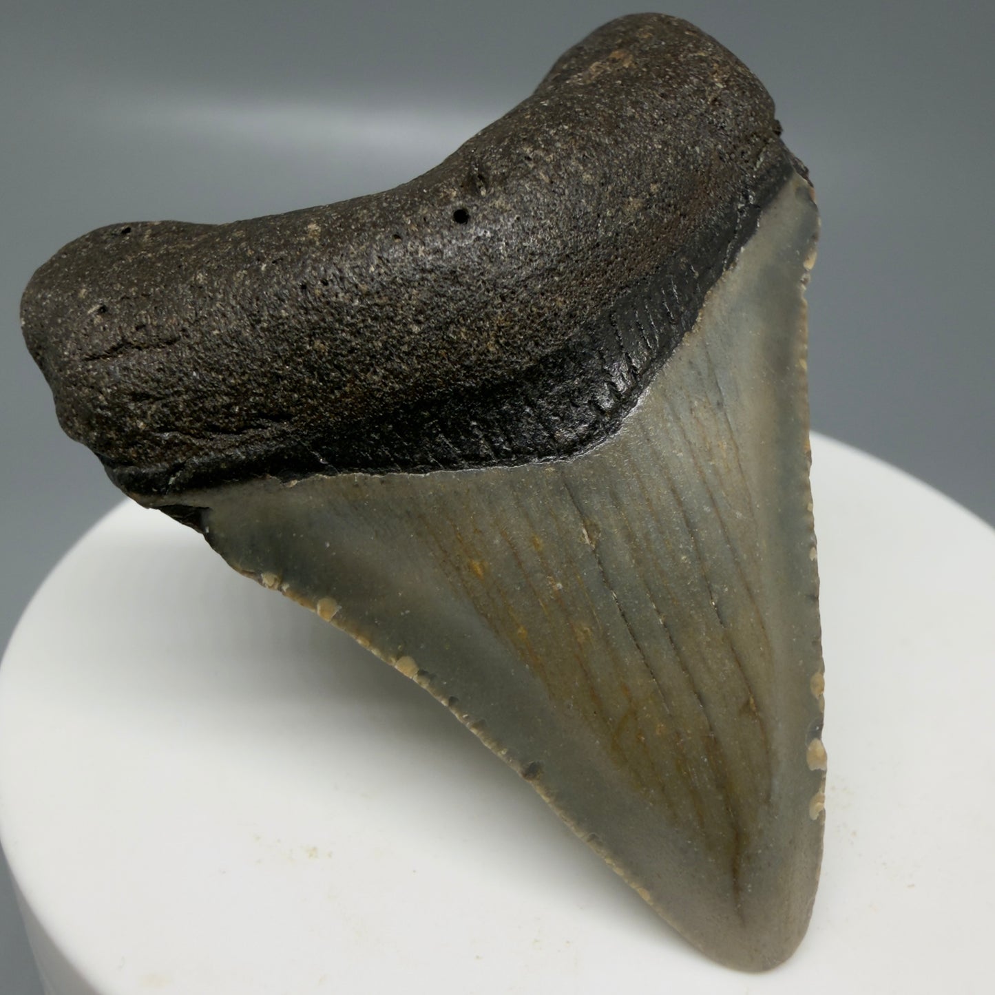 Front Left View Colorful 2.08" Fossil Megalodon Tooth - Authentic Carcharocles megalodon Fossil from North Carolina CM6178