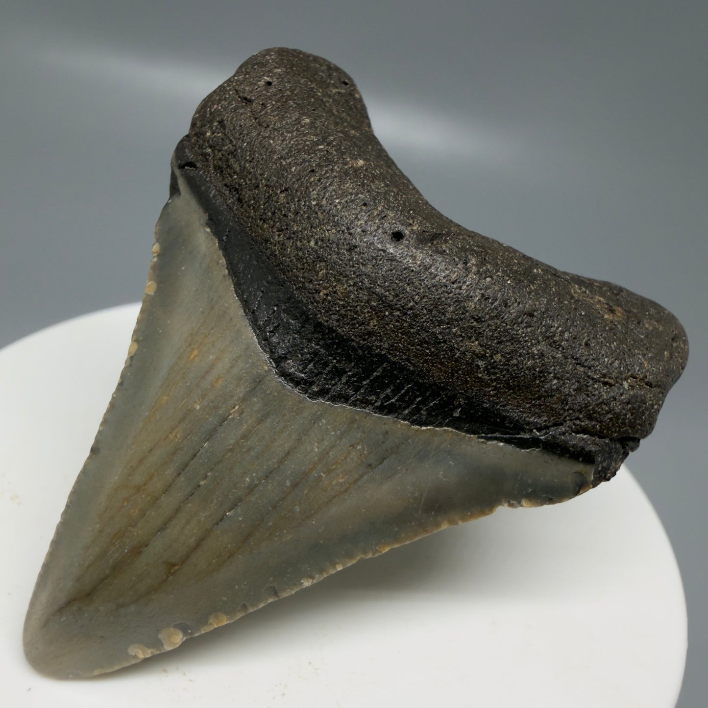 Front Right View Colorful 2.08" Fossil Megalodon Tooth - Authentic Carcharocles megalodon Fossil from North Carolina CM6178