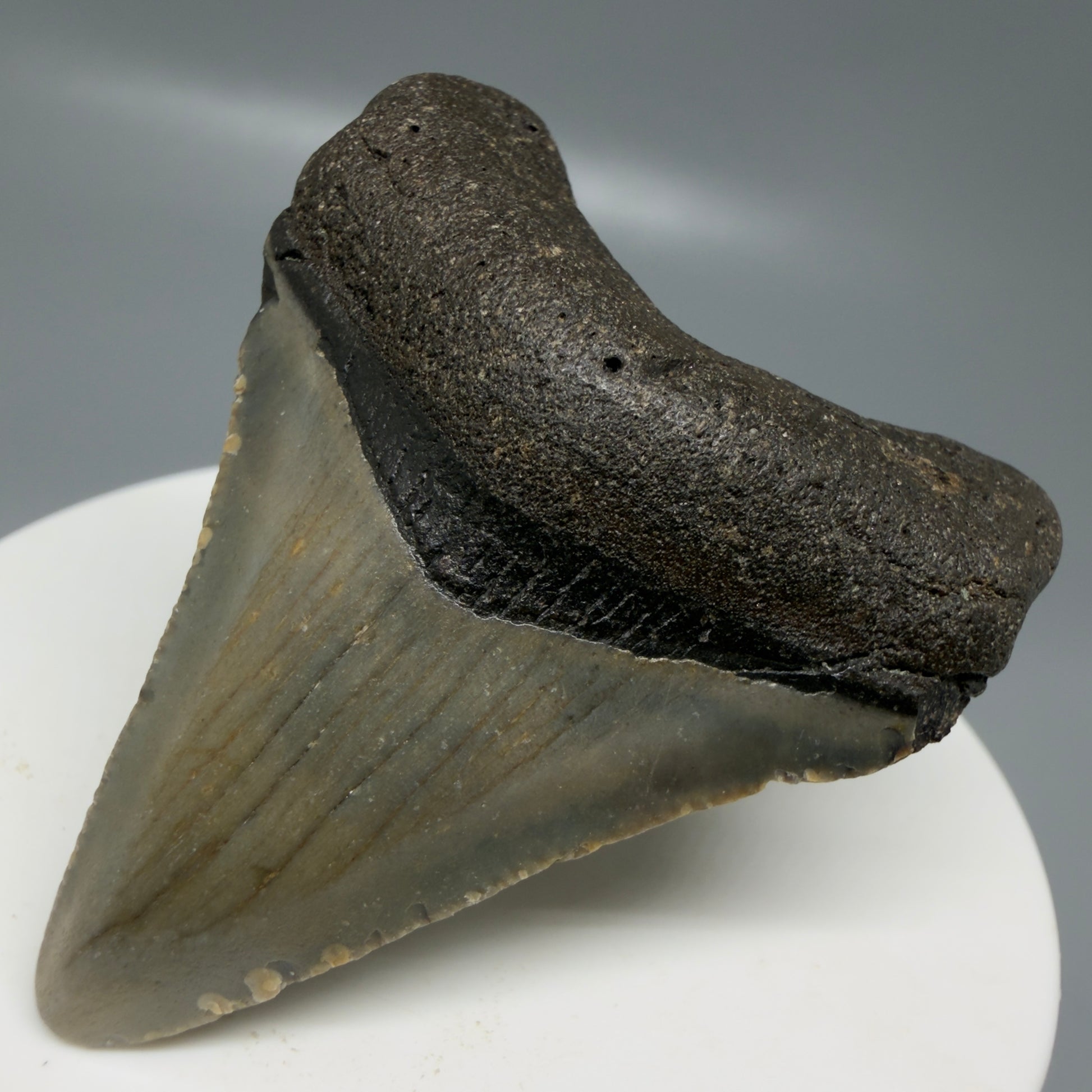 Front Right View Colorful 2.08" Fossil Megalodon Tooth - Authentic Carcharocles megalodon Fossil from North Carolina CM6178