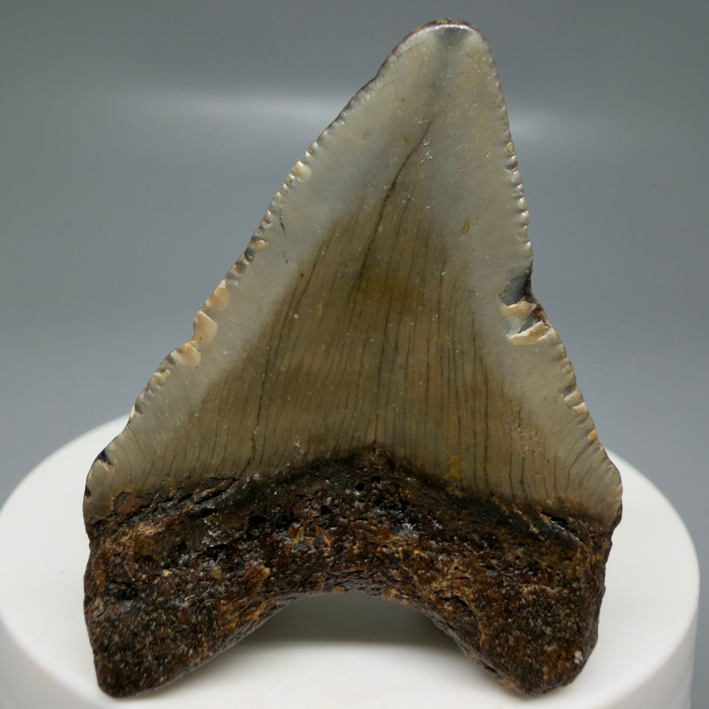 Back View Colorful 1.96" Fossil Megalodon Tooth - Authentic Carcharocles megalodon Fossil from North Carolina CM6177