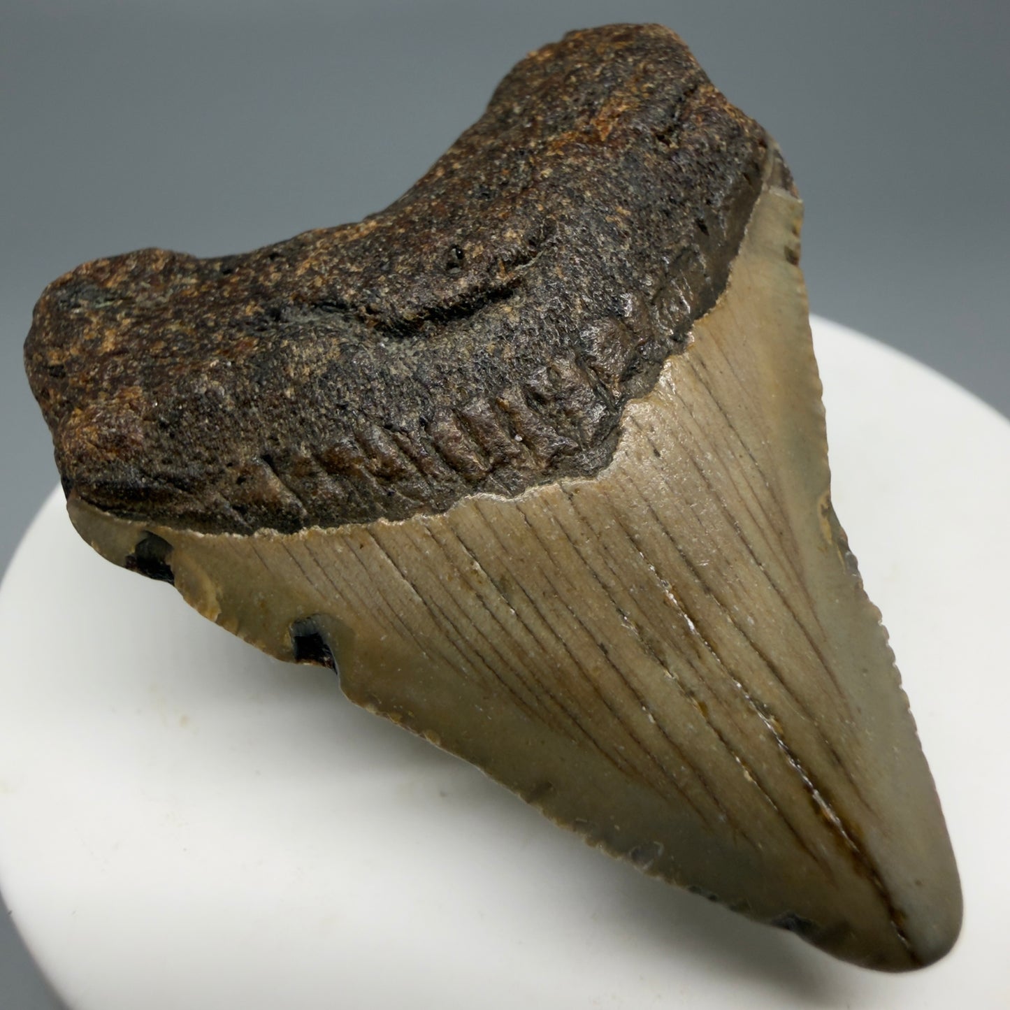 Front Left View Colorful 1.96" Fossil Megalodon Tooth - Authentic Carcharocles megalodon Fossil from North Carolina CM6177