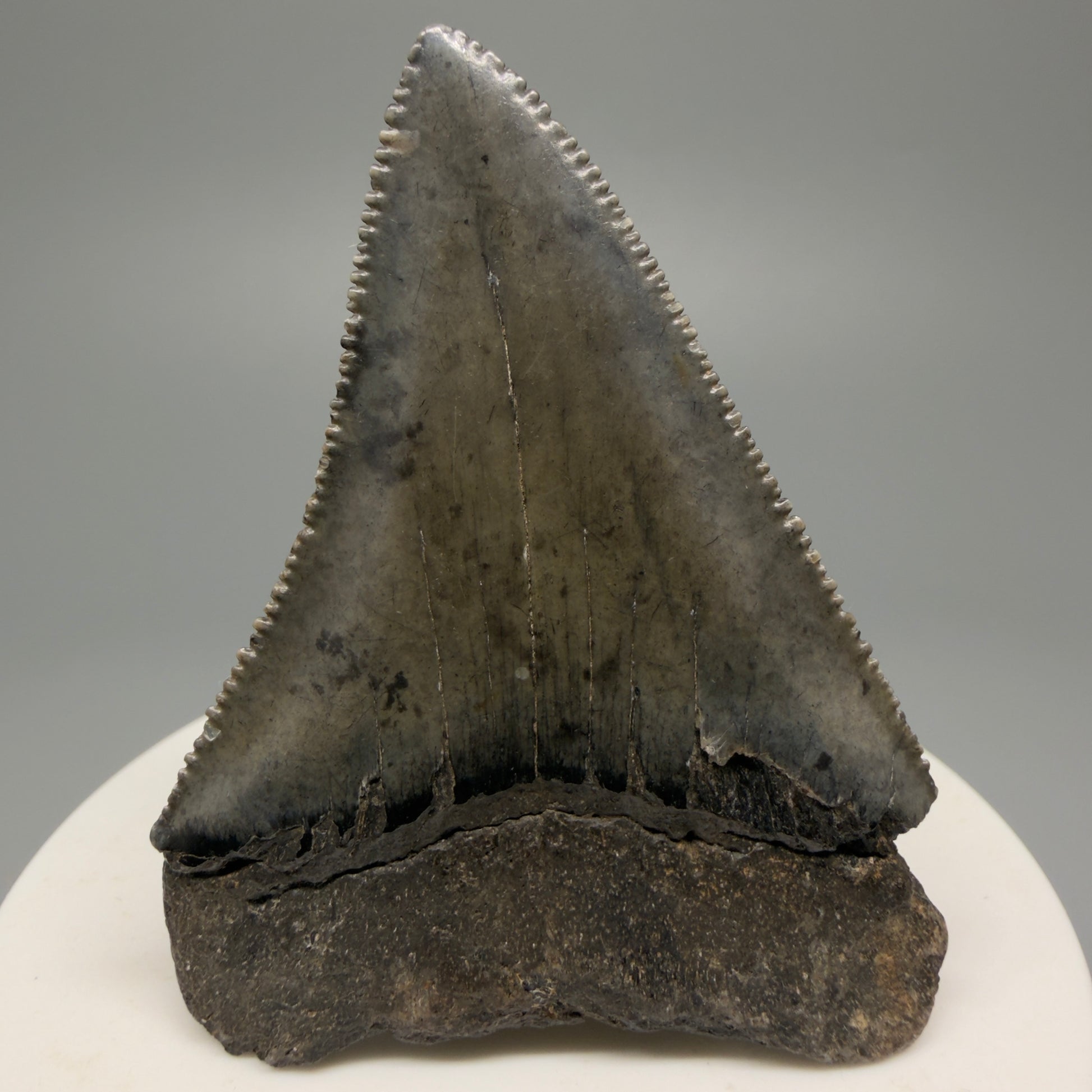 Large, sharply serrated 2.45" Fossil Great White Shark Tooth - South Carolina GW1232 - Back