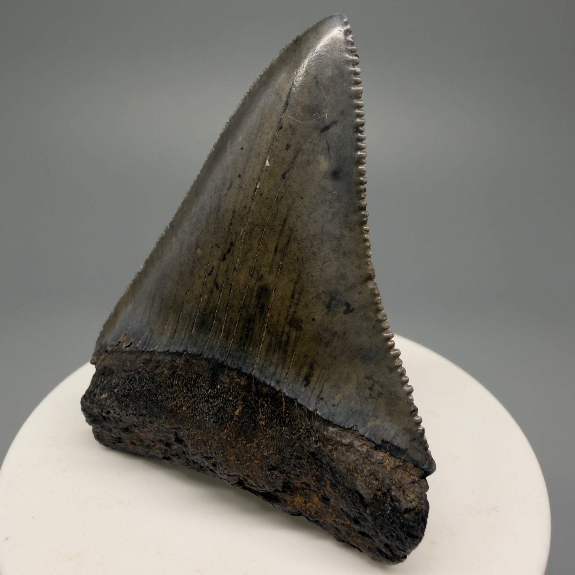 Large, sharply serrated 2.45" Fossil Great White Shark Tooth - South Carolina GW1232 - Front Right