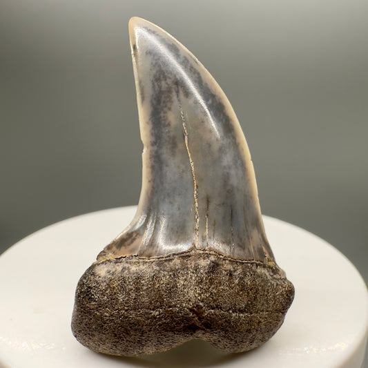 Colorful 1.83" Fossil Extinct Hooked-Tooth Mako - Isurus planus Shark Tooth from Bakersfield, CA M542 - Front