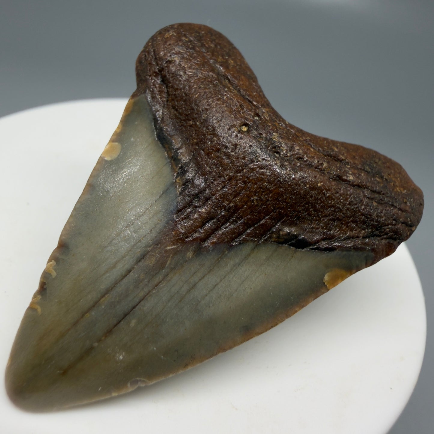 Front Right View Colorful, heart-shaped 1.77" Fossil Megalodon Tooth - Authentic Carcharocles megalodon Fossil from North Carolina CM6176