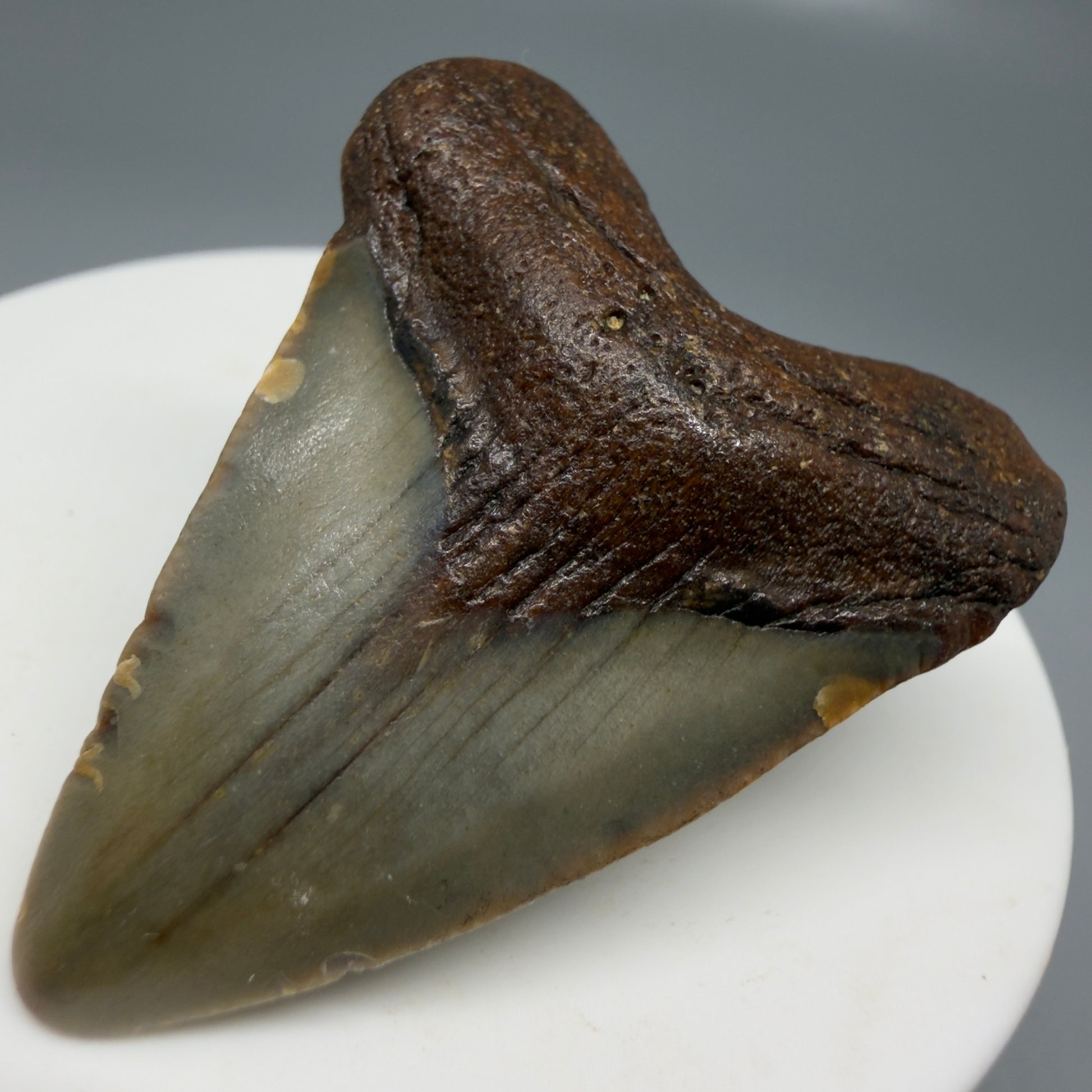 Front Right View Colorful, heart-shaped 1.77" Fossil Megalodon Tooth - Authentic Carcharocles megalodon Fossil from North Carolina CM6176