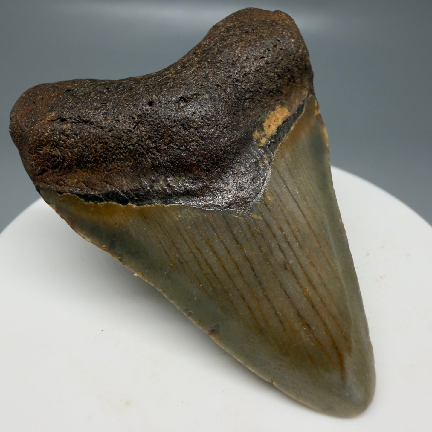 Front Left View Colorful 2.13" Fossil Megalodon Tooth - Authentic Carcharocles megalodon Fossil from North Carolina CM6179