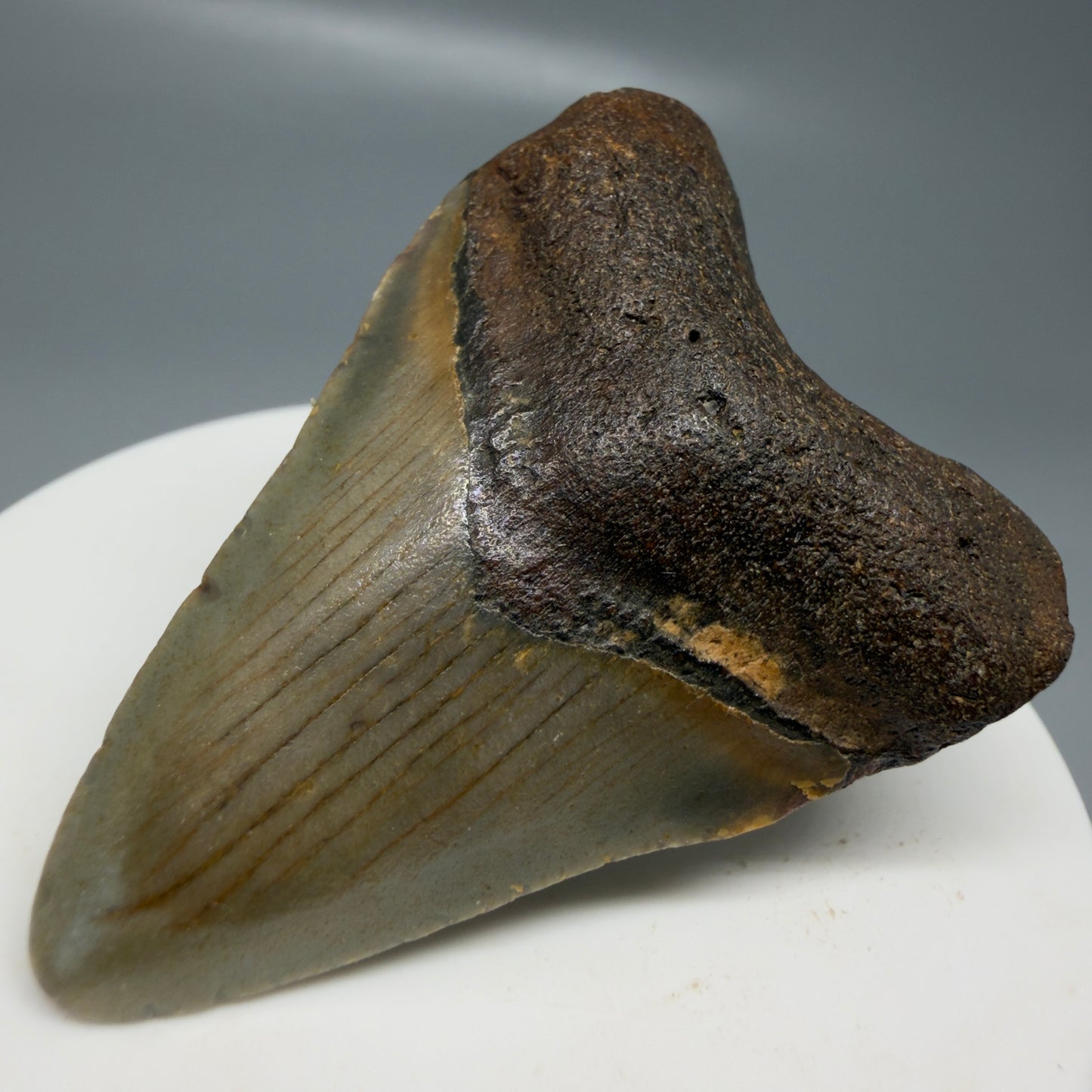 Front Right View Colorful 2.13" Fossil Megalodon Tooth - Authentic Carcharocles megalodon Fossil from North Carolina CM6179