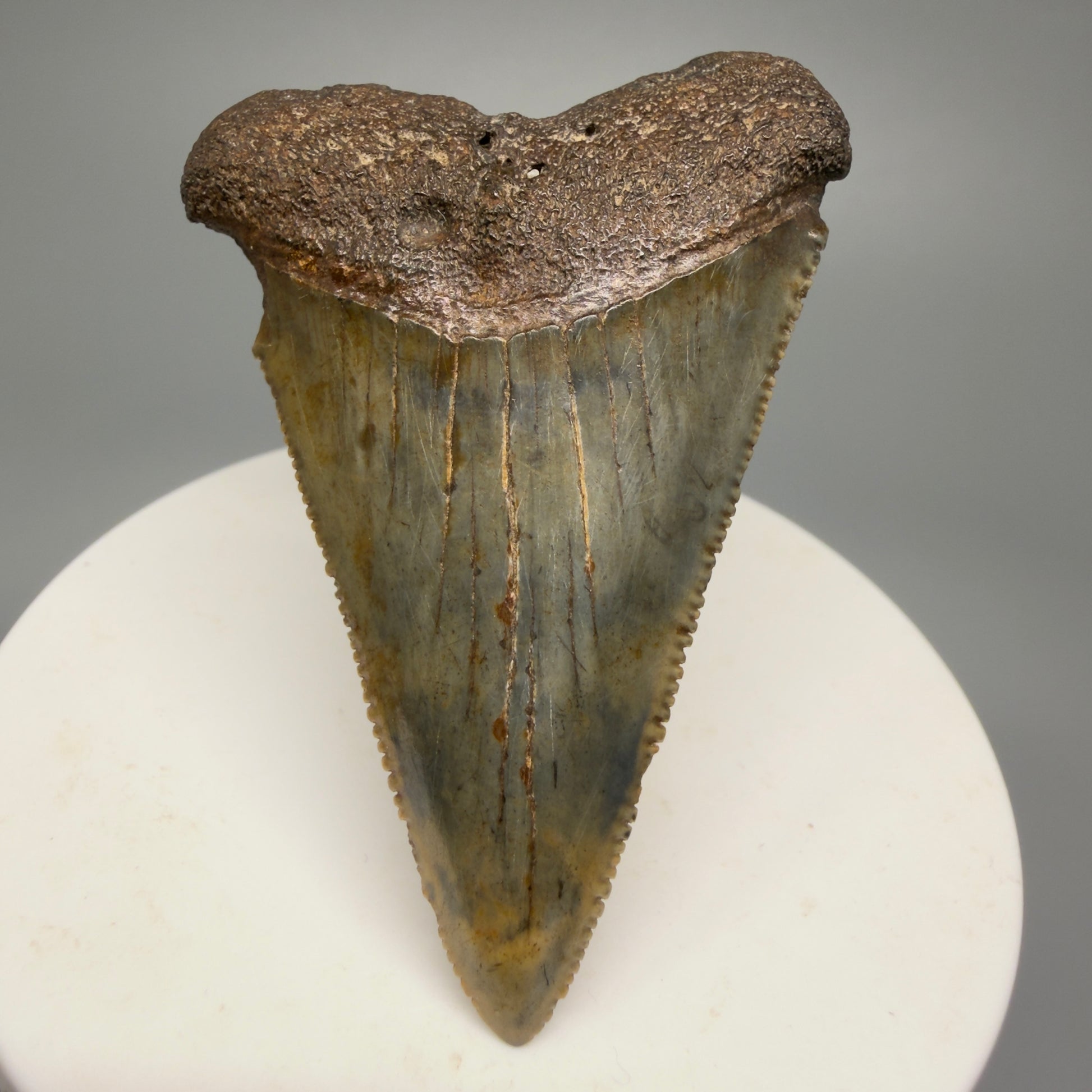 Colorful, sharply serrated 2.37" Fossil Great White Shark Tooth - South Carolina GW1231 - Front 2