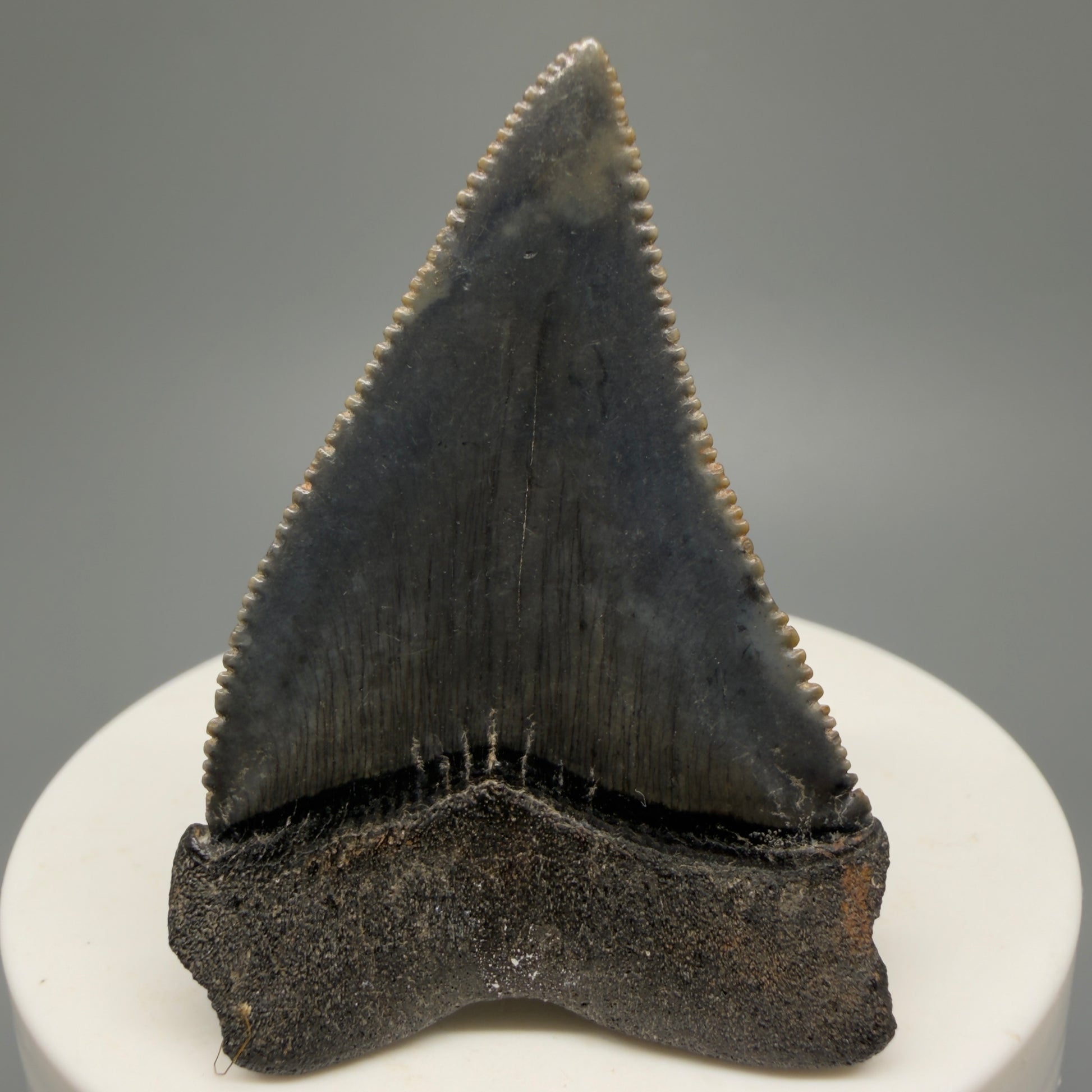 Colorful, sharply serrated 2.04" Fossil Great White Shark Tooth - South Carolina GW1230 - Back