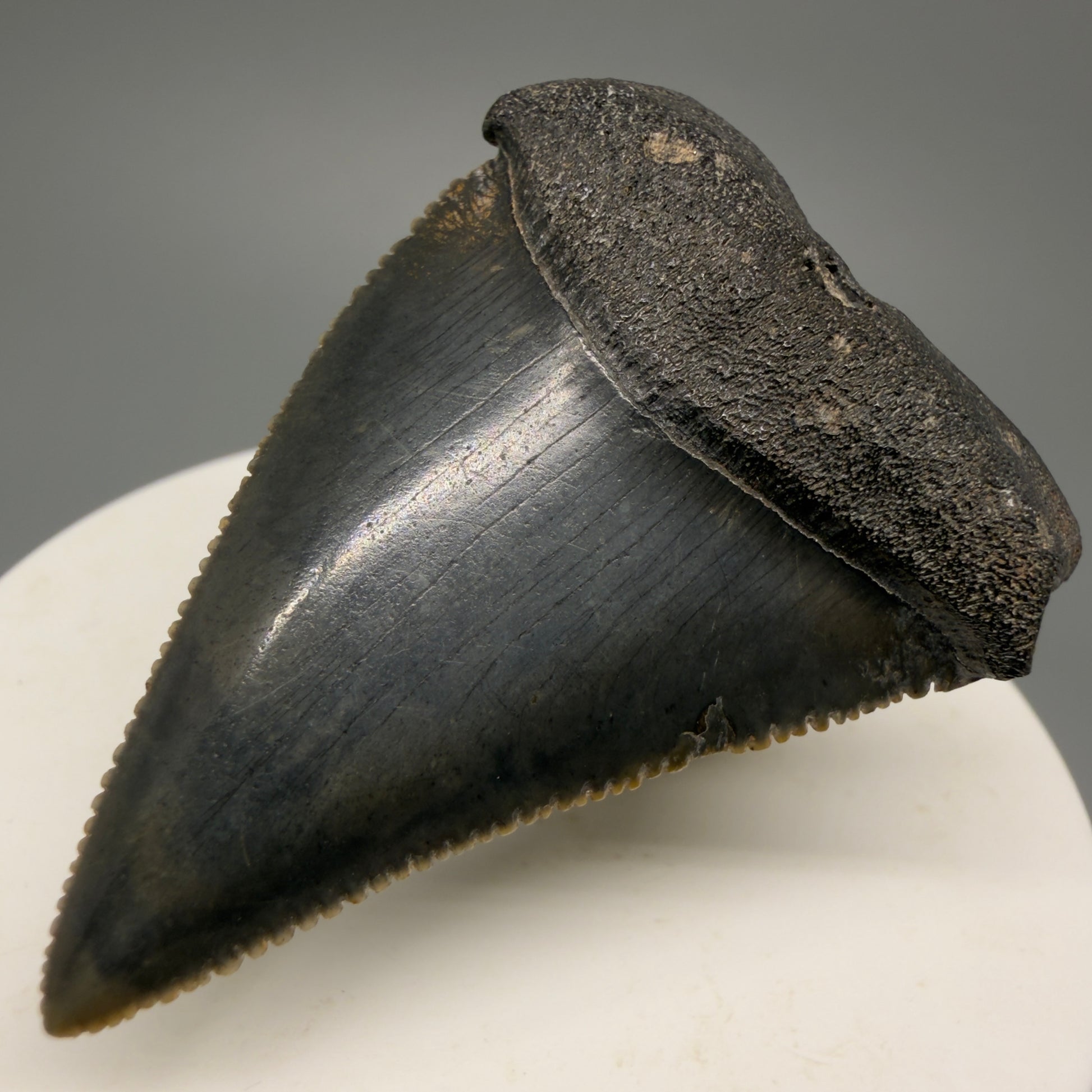 Colorful, sharply serrated 2.04" Fossil Great White Shark Tooth - South Carolina GW1230 - Front Right 1