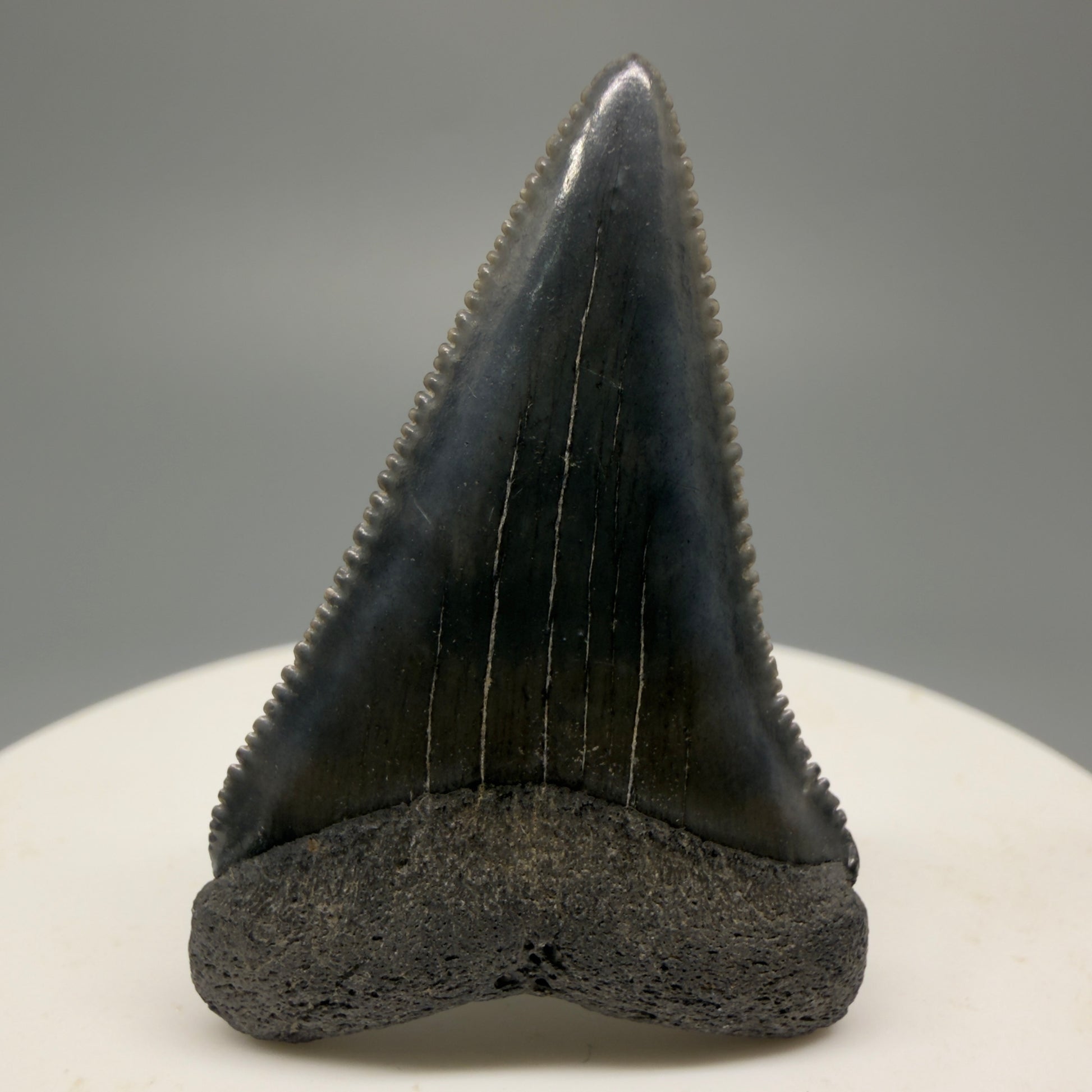 Colorful, sharply serrated 1.63" Fossil Great White Shark Tooth - South Carolina GW1228 - Front 1