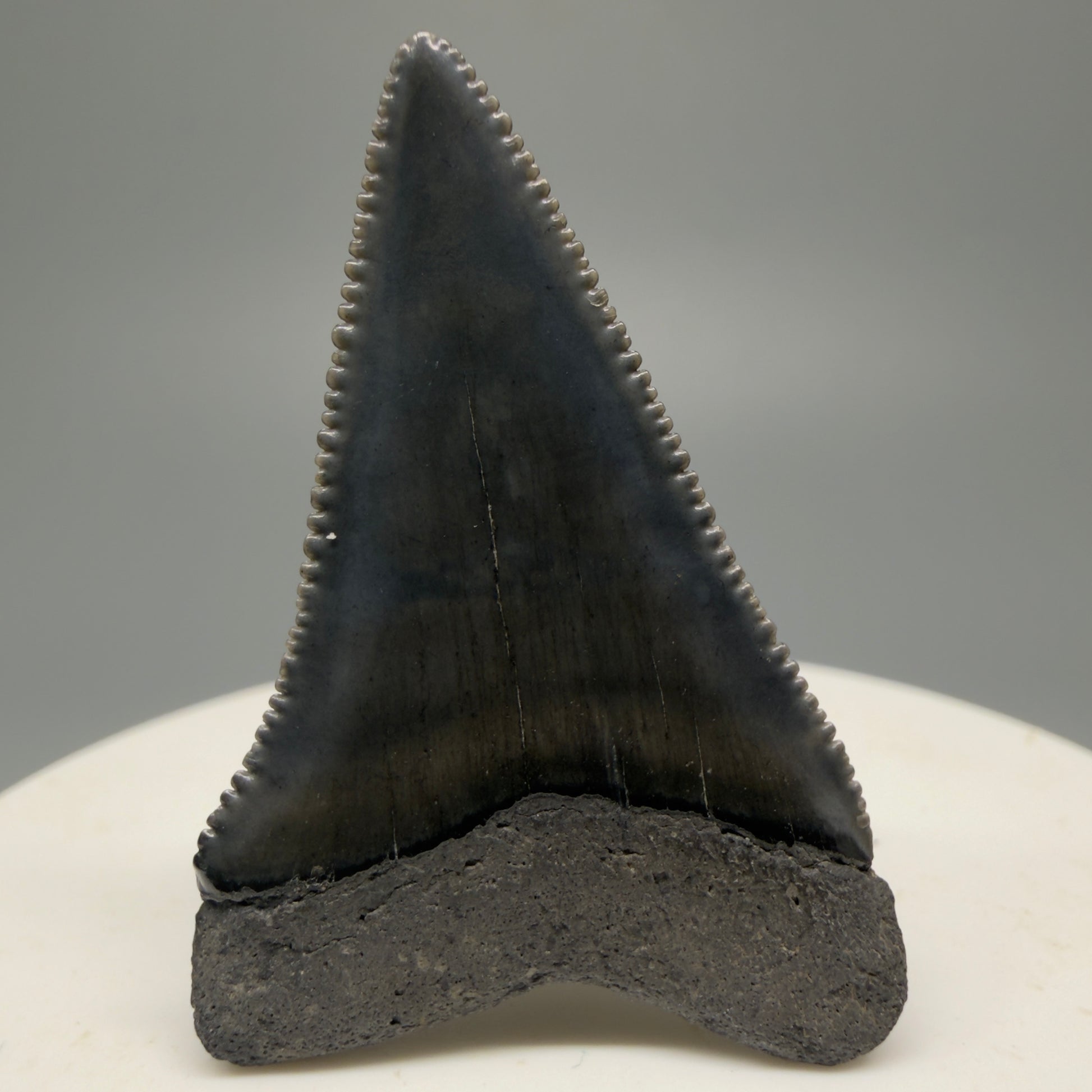 Colorful, sharply serrated 1.63" Fossil Great White Shark Tooth - South Carolina GW1228 - Back