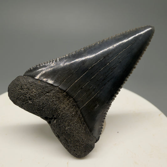 Colorful, sharply serrated 1.63" Fossil Great White Shark Tooth - South Carolina GW1228 - Front