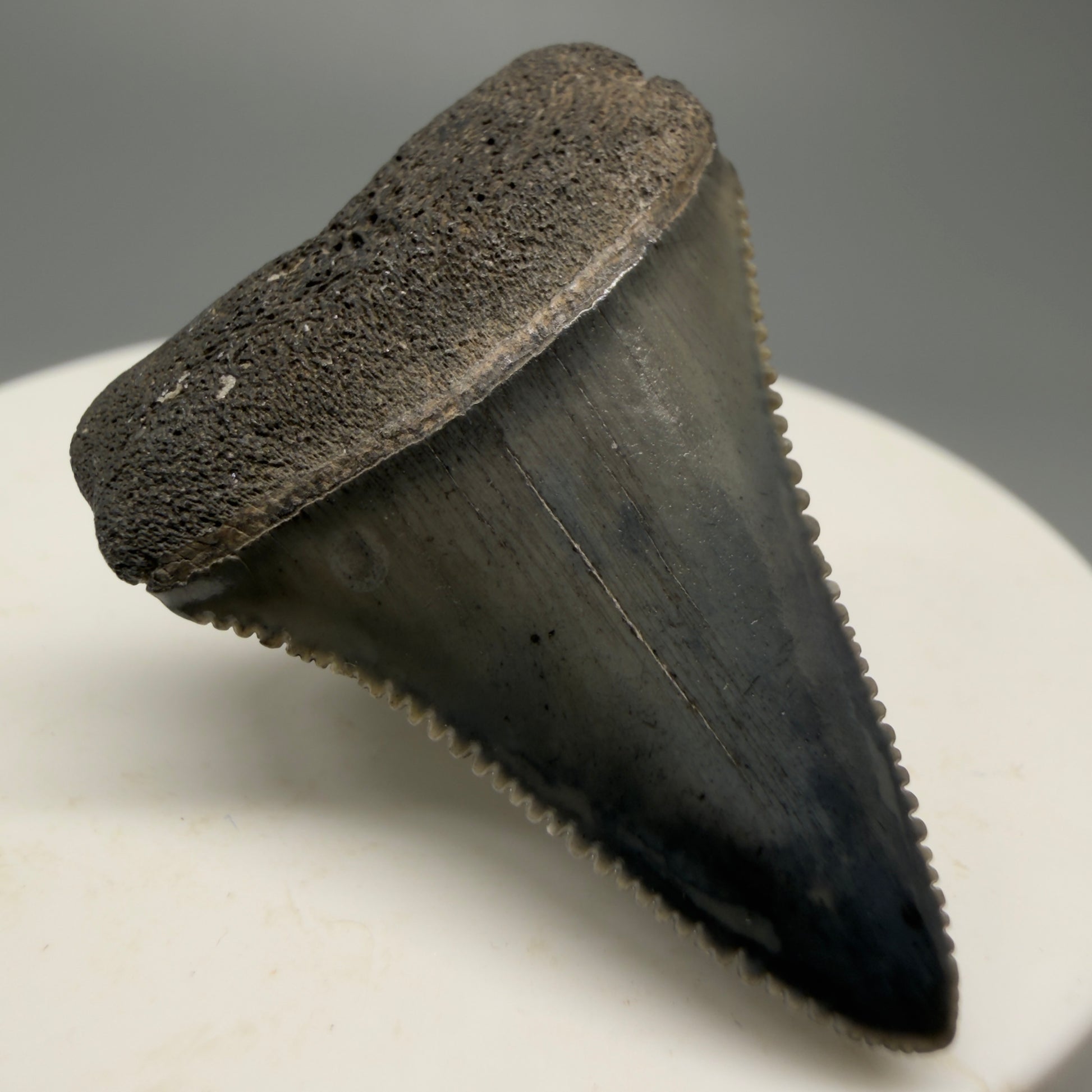 Colorful, sharply serrated 1.44" Fossil Great White Shark Tooth - South Carolina GW1228 - Front Left