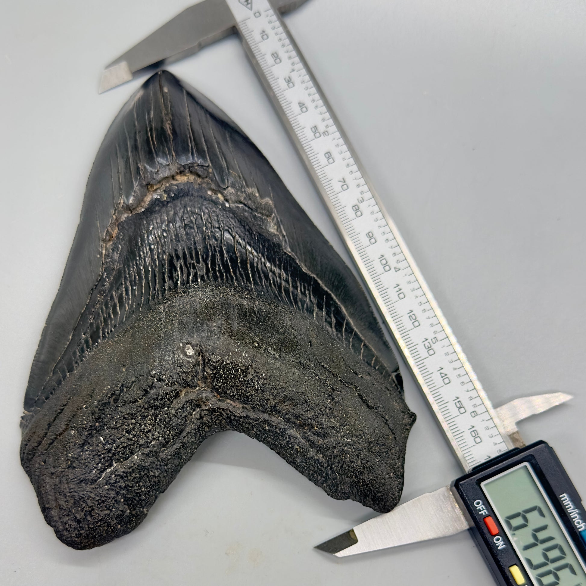 EXTRA LARGE, close to max size 6.49" Fossil Megalodon Tooth - South Carolina MJ187 megalodonjaws.com - Front with calipers