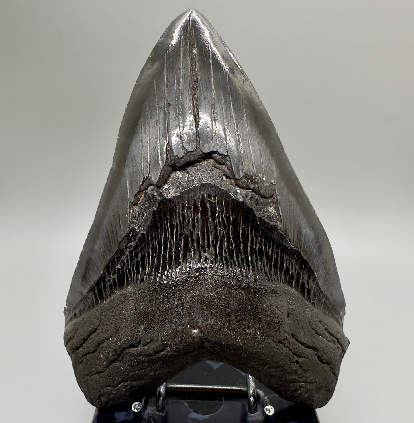 EXTRA LARGE, close to max size 6.49" Fossil Megalodon Tooth - South Carolina MJ187 megalodonjaws.com - Front1