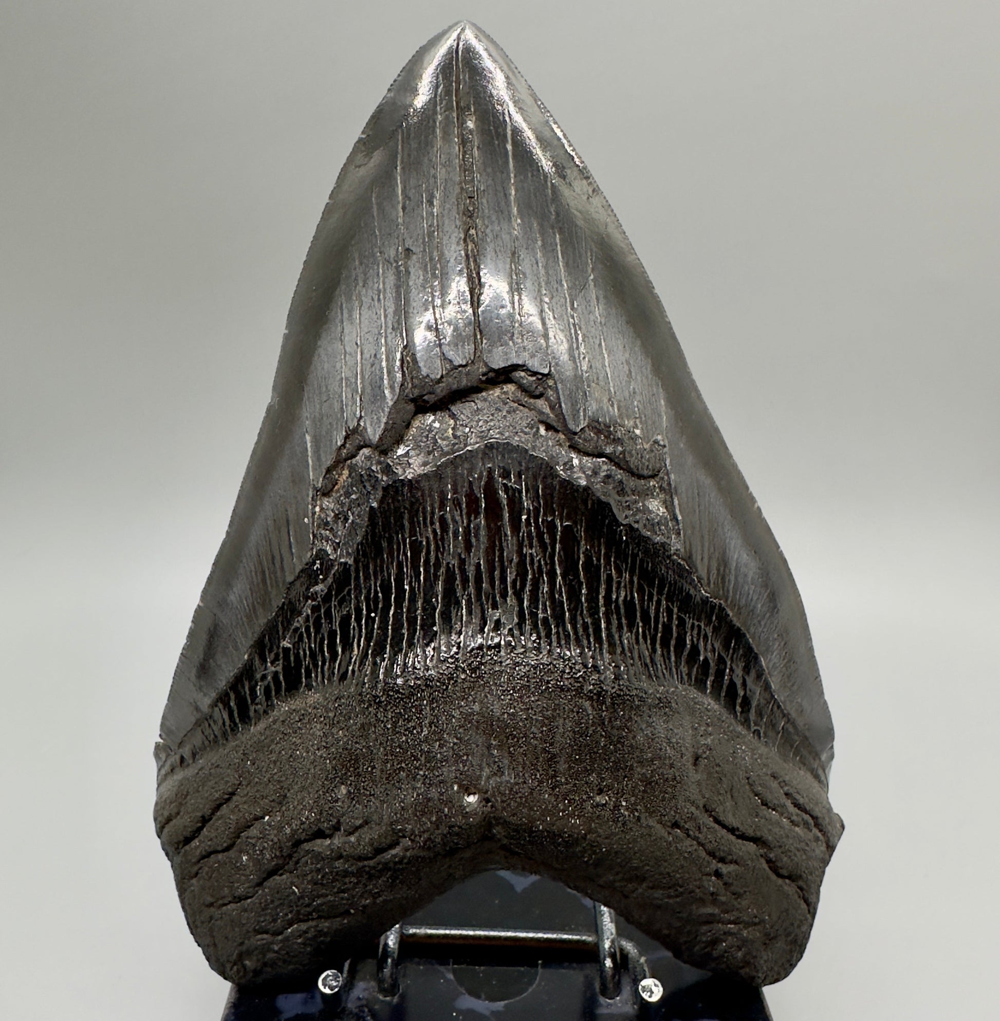 EXTRA LARGE, close to max size 6.49" Fossil Megalodon Tooth - South Carolina MJ187 megalodonjaws.com - Front1