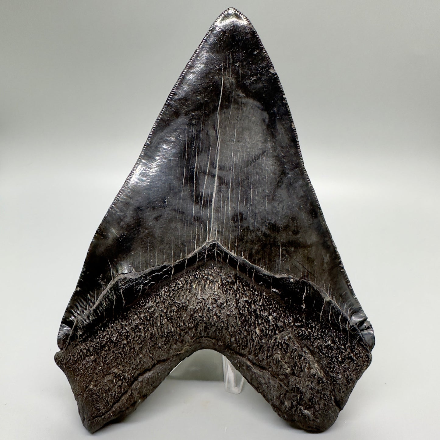 EXTRA LARGE, close to max size 6.49" Fossil Megalodon Tooth - South Carolina MJ187 megalodonjaws.com - Back