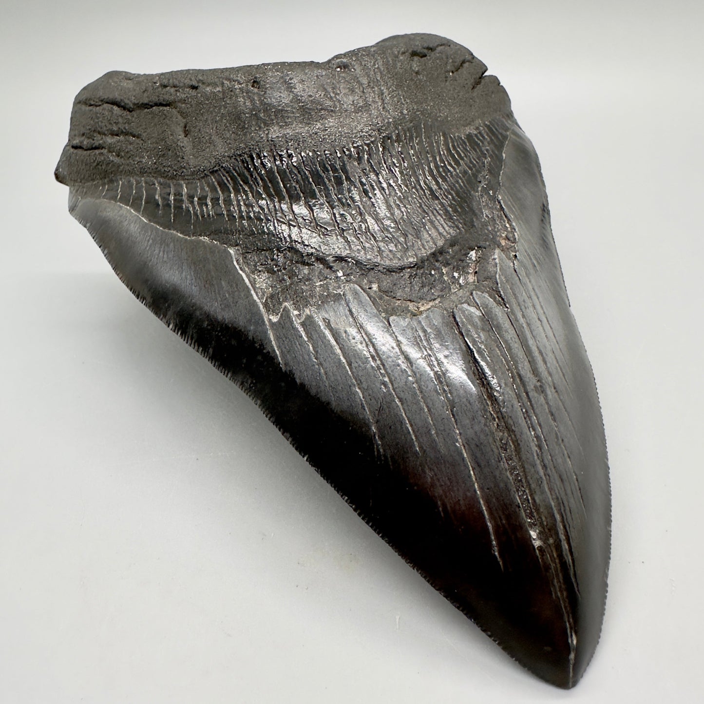 EXTRA LARGE, close to max size 6.49" Fossil Megalodon Tooth - South Carolina MJ187 megalodonjaws.com - Front Left