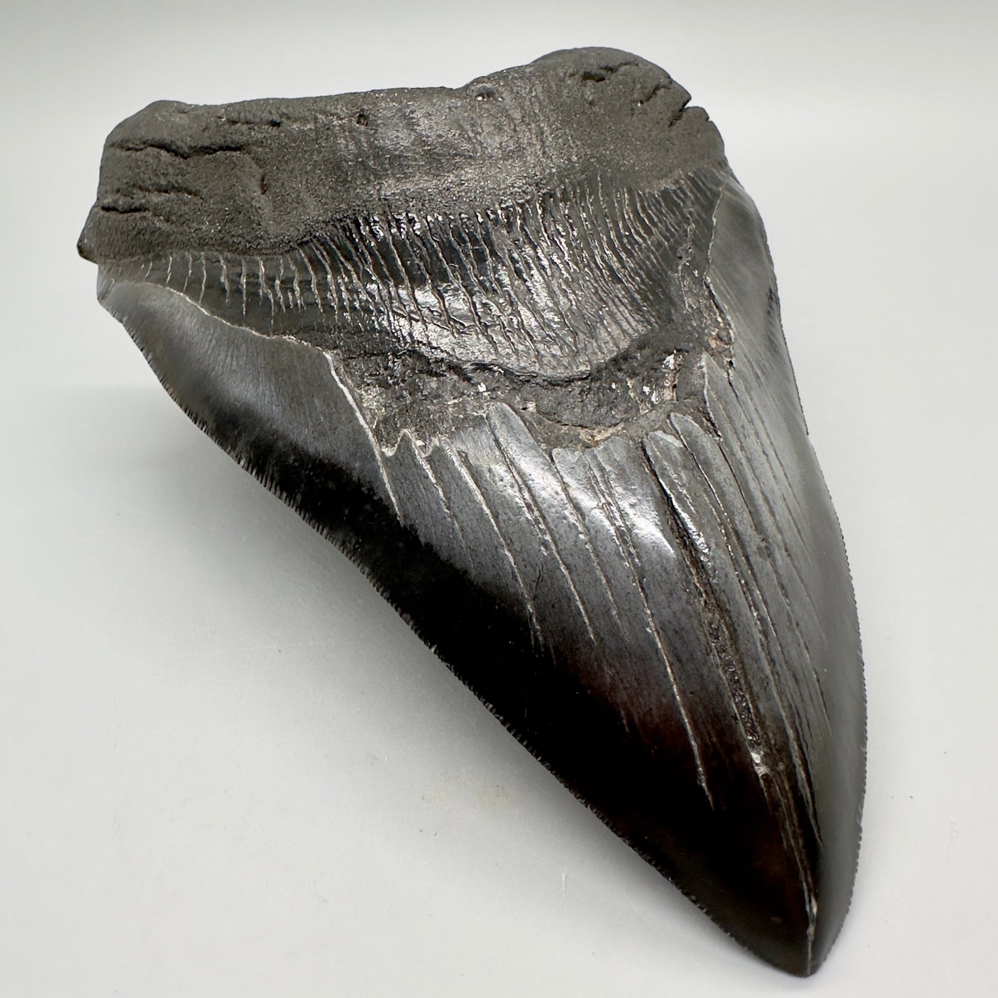 EXTRA LARGE, close to max size 6.49" Fossil Megalodon Tooth - South Carolina MJ187 megalodonjaws.com - Front Left